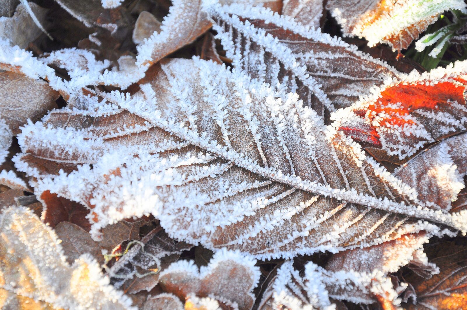 Nikon D90 sample photo. Frost, cold, leaf photography
