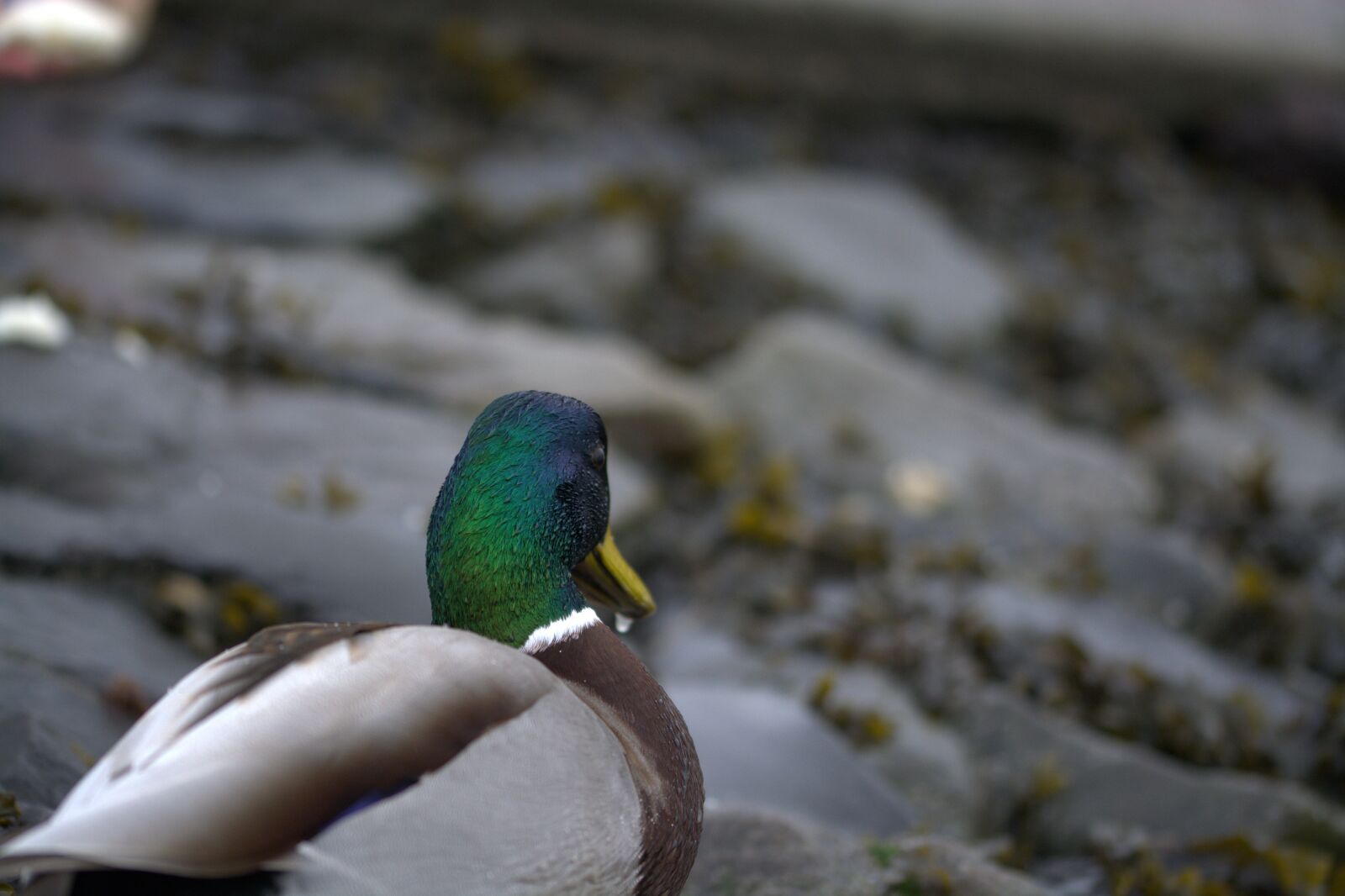 Nikon D5200 sample photo. Duck, ducks, bird photography