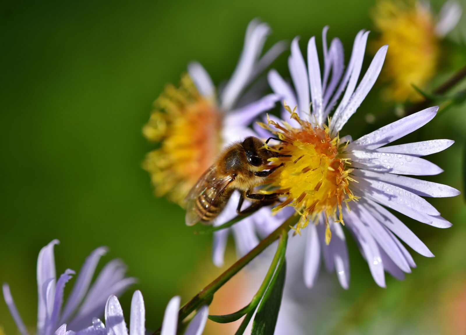 Nikon D7200 sample photo. Bee, honey bee, insect photography