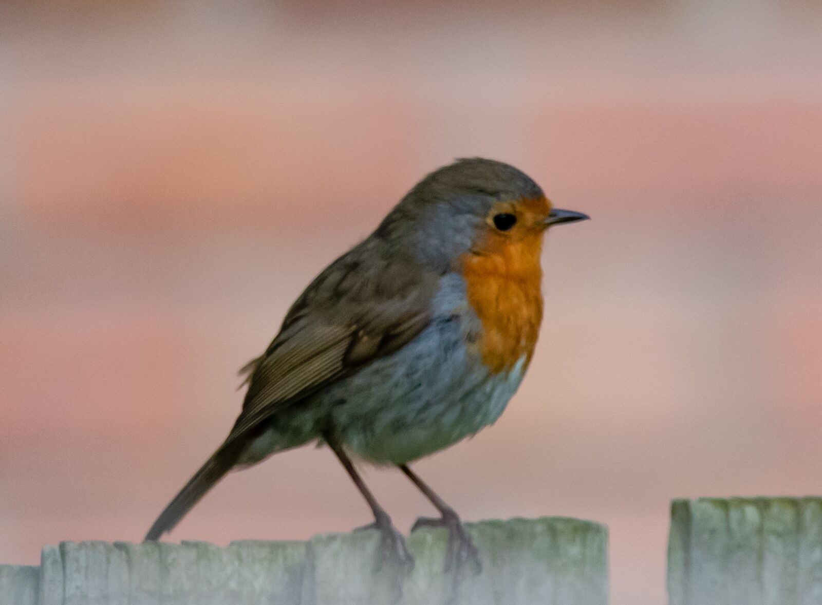 Canon EOS 7D Mark II + 150-600mm F5-6.3 DG OS HSM | Contemporary 015 sample photo. Robin redbreast perched on photography