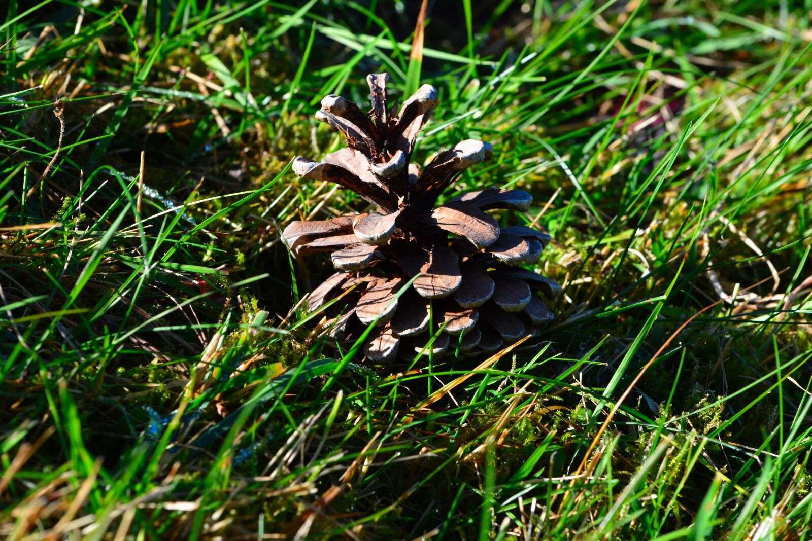 Nikon D7100 sample photo. Pine cones, grass, meadow photography