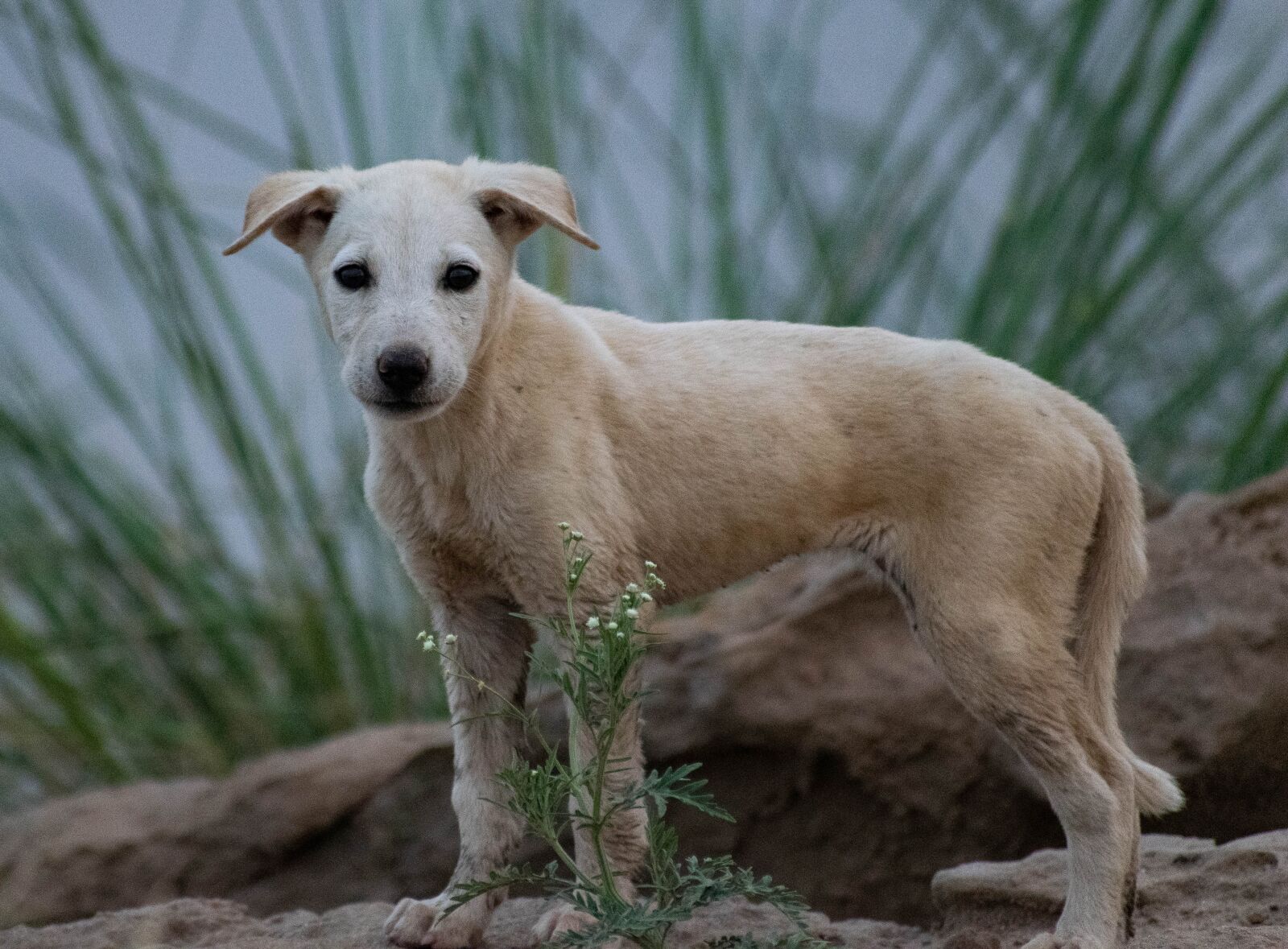 Nikon D3300 sample photo. Dog, stray dog, pup photography