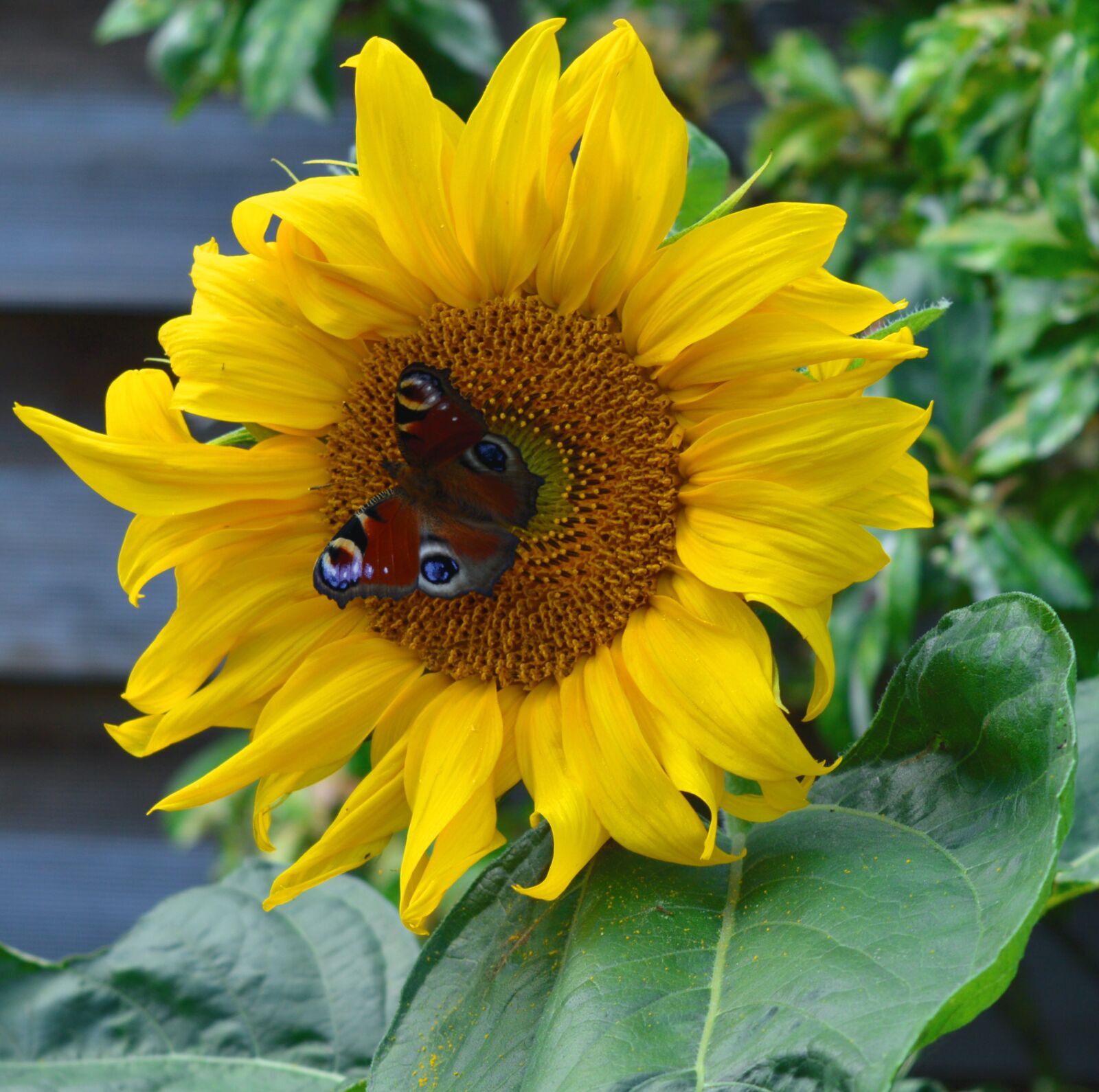 Nikon D3200 sample photo. Sunflower, butterfly, summer photography