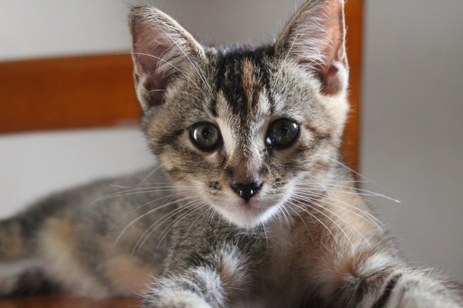 Canon EOS 1300D (EOS Rebel T6 / EOS Kiss X80) sample photo. Cat, kitten, feline photography