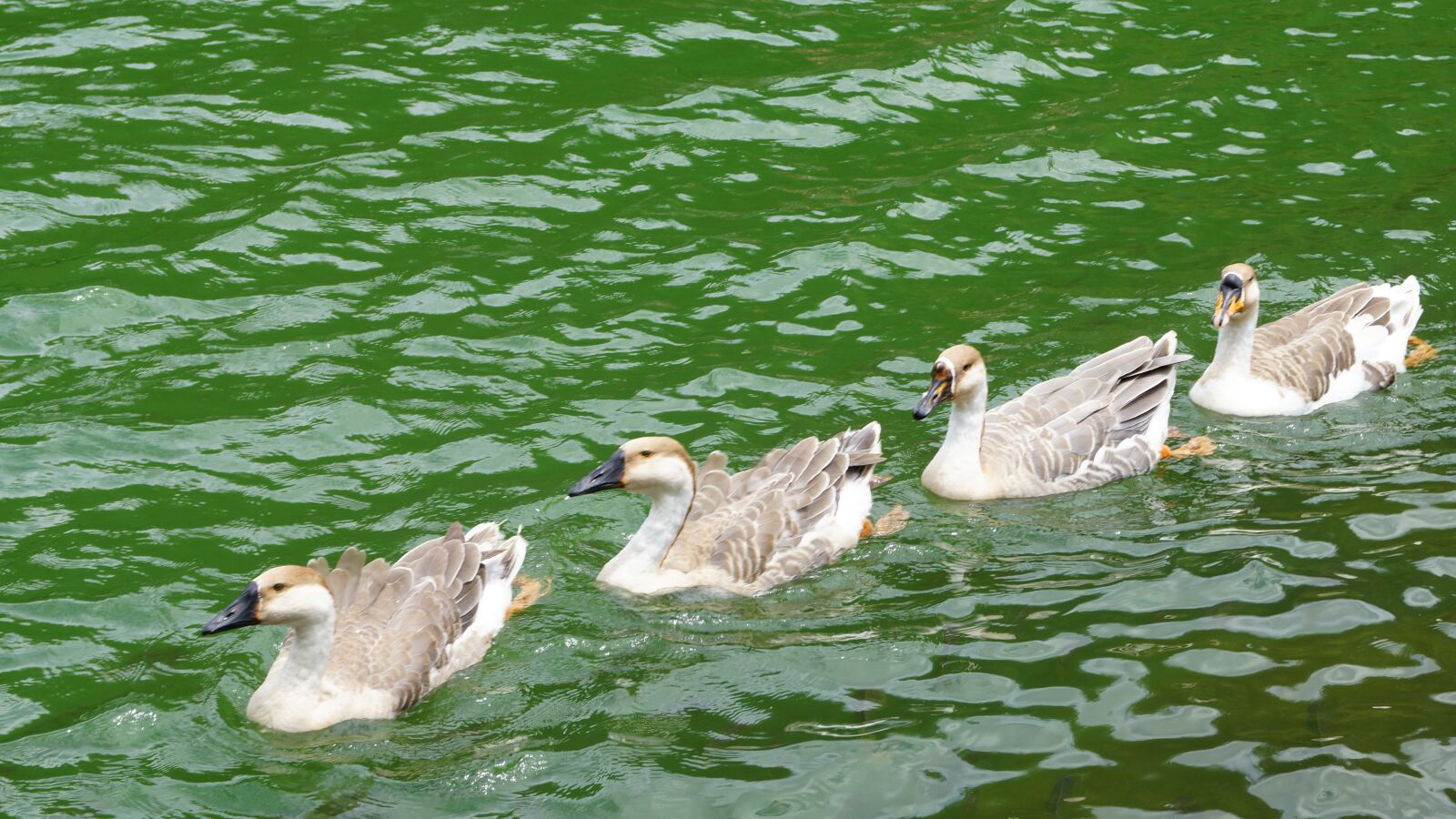 Sony SLT-A65 (SLT-A65V) + Sony DT 18-55mm F3.5-5.6 SAM sample photo. Duck, lake, green photography