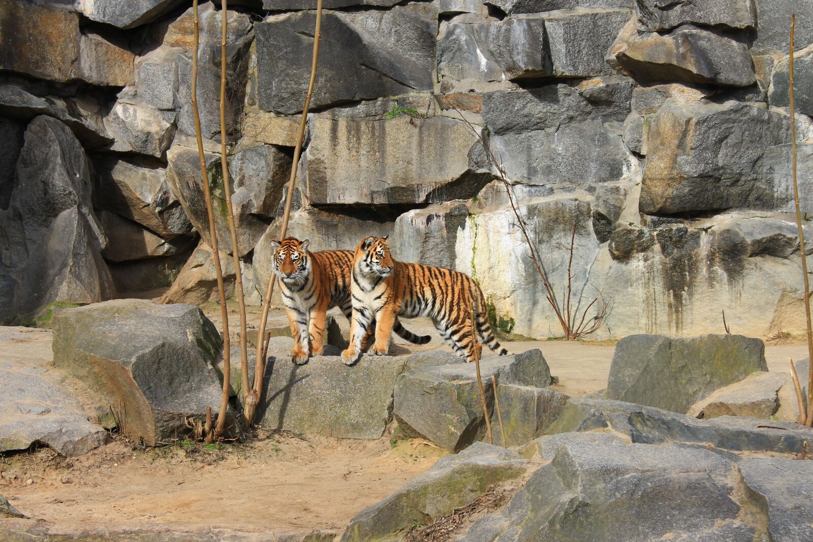 Canon EOS 1100D (EOS Rebel T3 / EOS Kiss X50) sample photo. Tiger, zoo, big cat photography