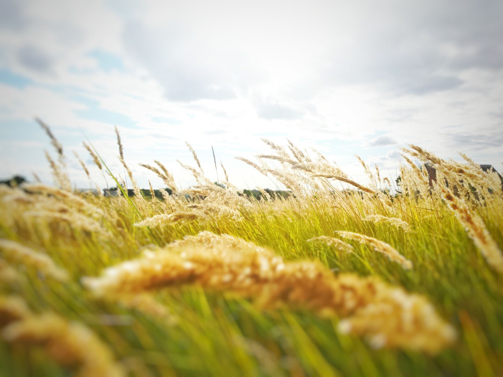 Samsung Galaxy S4 sample photo. Agriculture, blur, bread, cereal photography