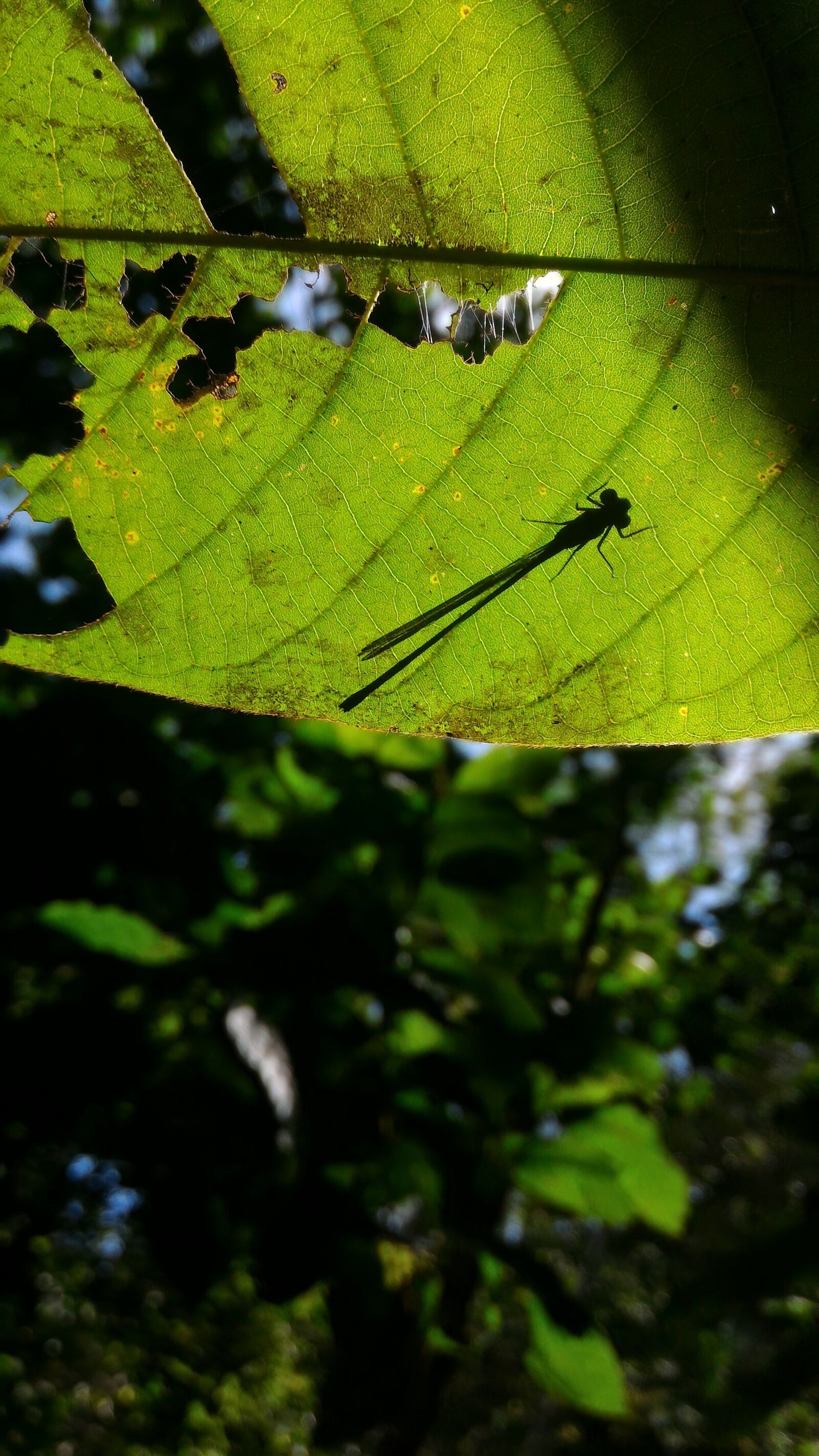 ASUS Z00AD sample photo. Dragonflies, fly, insect, nature photography