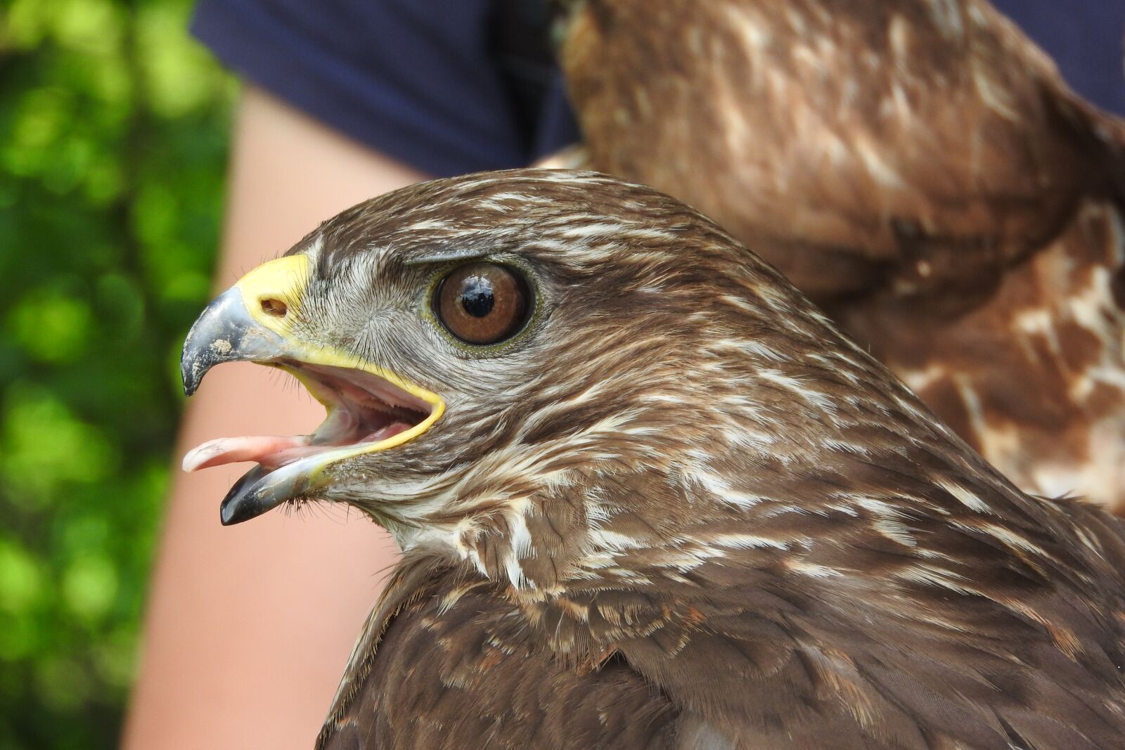 Nikon Coolpix P610 sample photo. Beak, buzzard, head photography