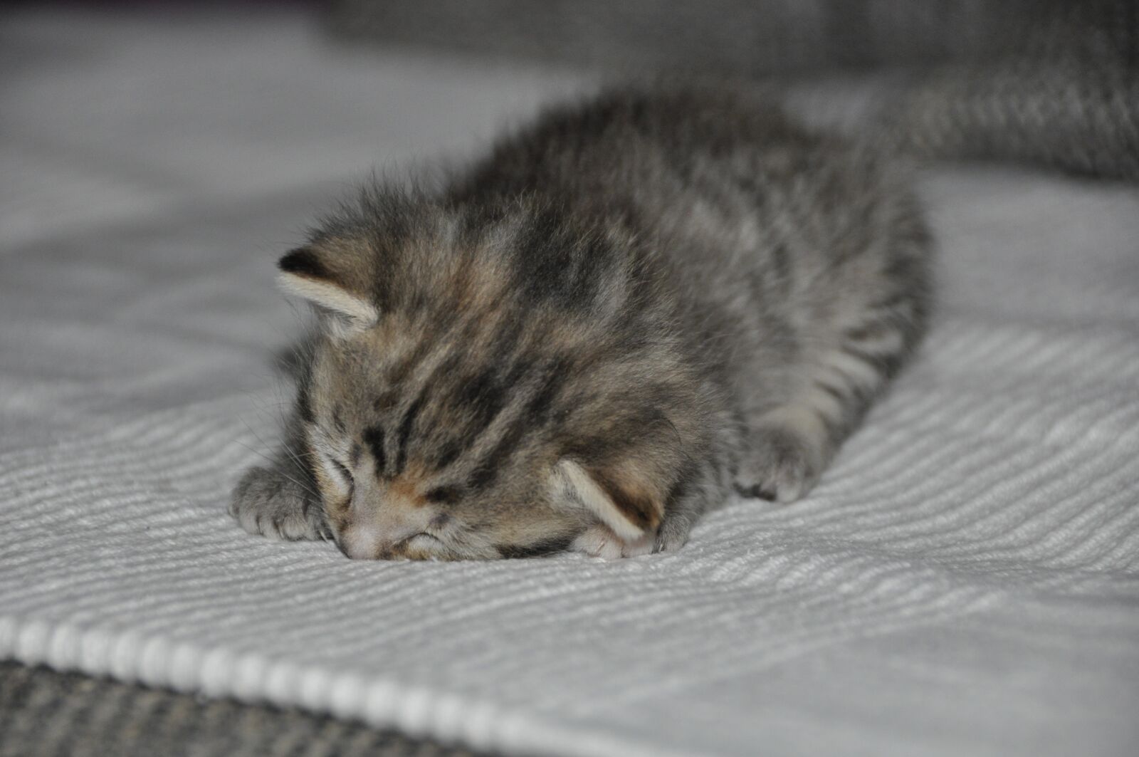 Nikon D90 sample photo. Kitten, cat, fur photography