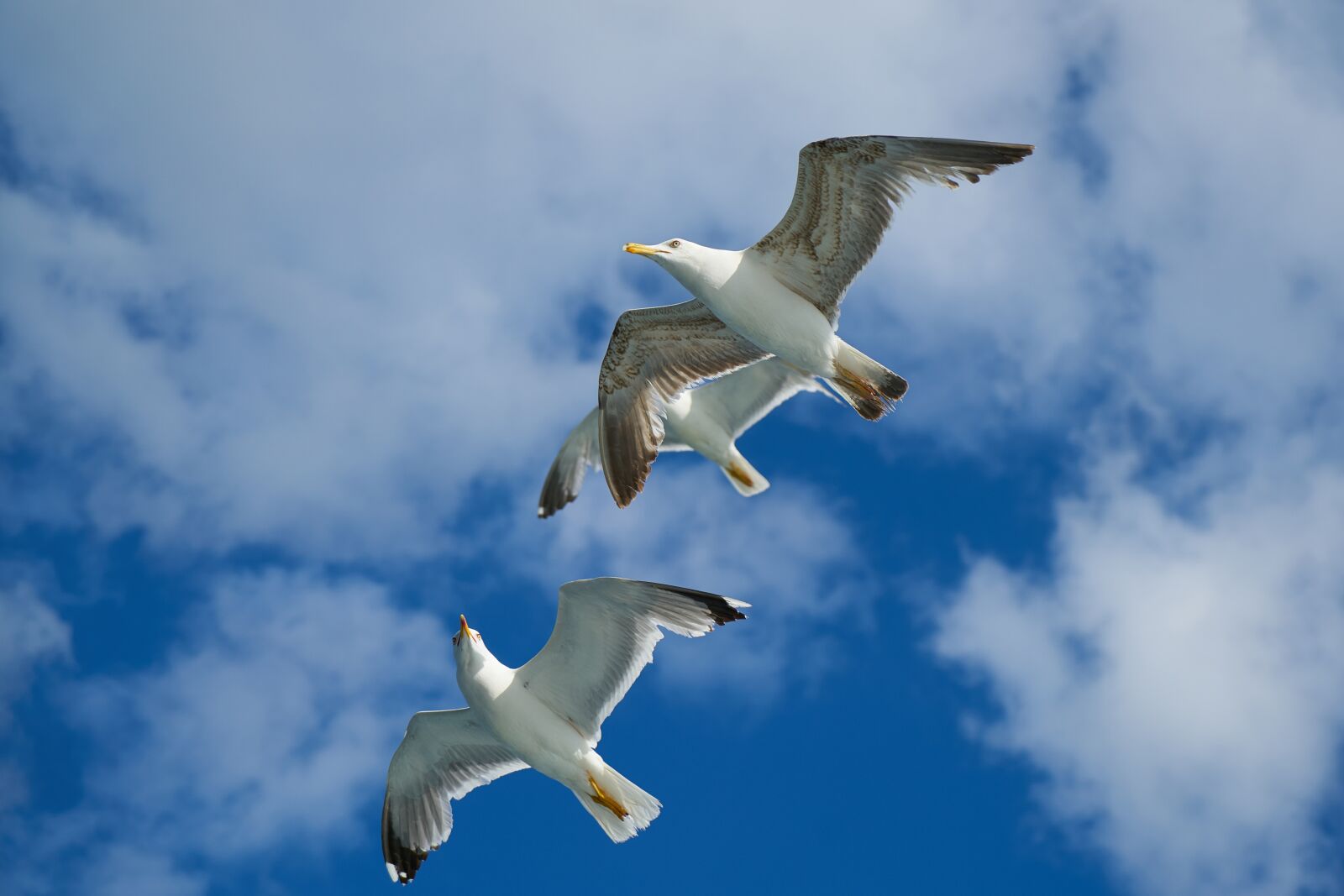 Sony a7R II + Sony Vario Tessar T* FE 24-70mm F4 ZA OSS sample photo. Seagull, bird, animal portrait photography