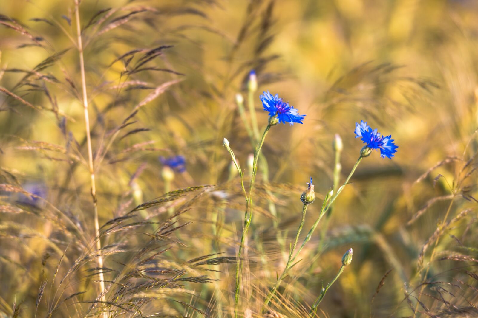 Nikon D500 sample photo. Field, meadow, cornflowers photography