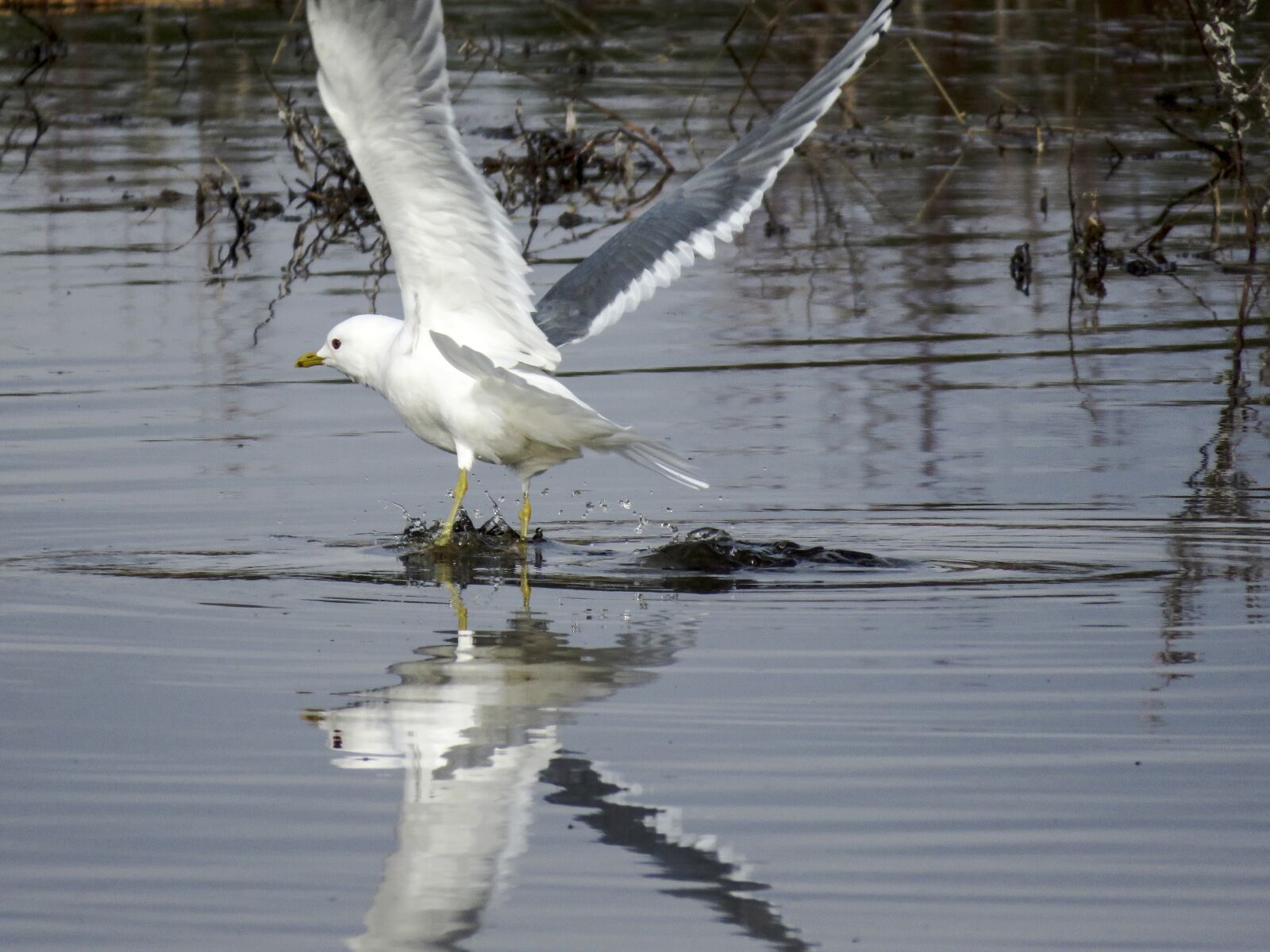 Canon PowerShot SX60 HS sample photo. Bird, grey seagull, take photography