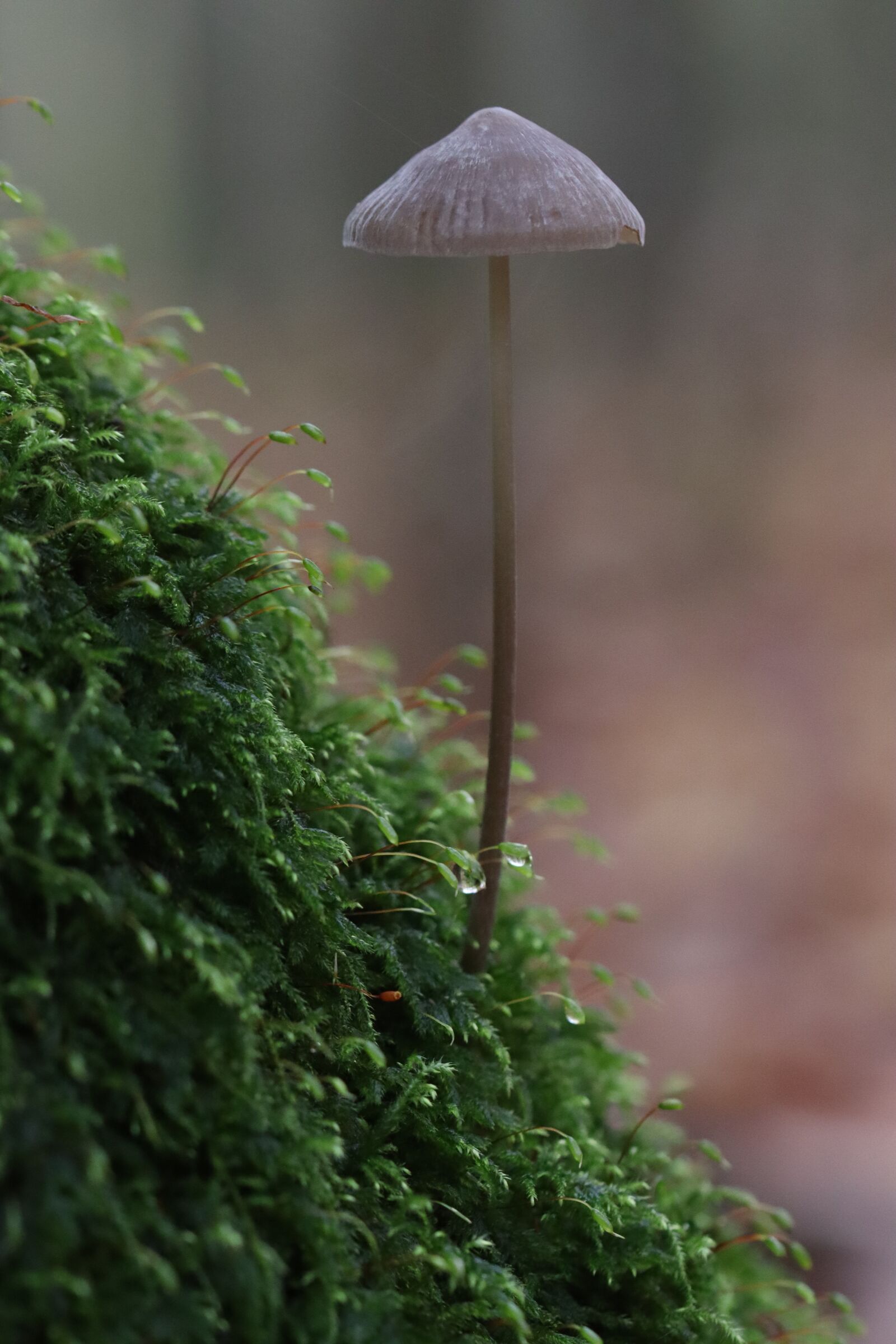 Canon EOS 250D (EOS Rebel SL3 / EOS Kiss X10 / EOS 200D II) sample photo. Mushroom, nature, moss photography