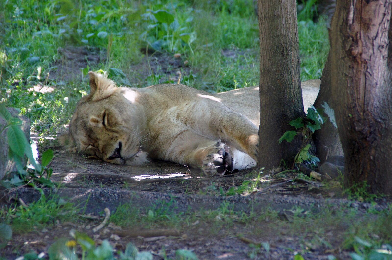 Sony DT 18-200mm F3.5-6.3 sample photo. Lion, nature, zoo photography