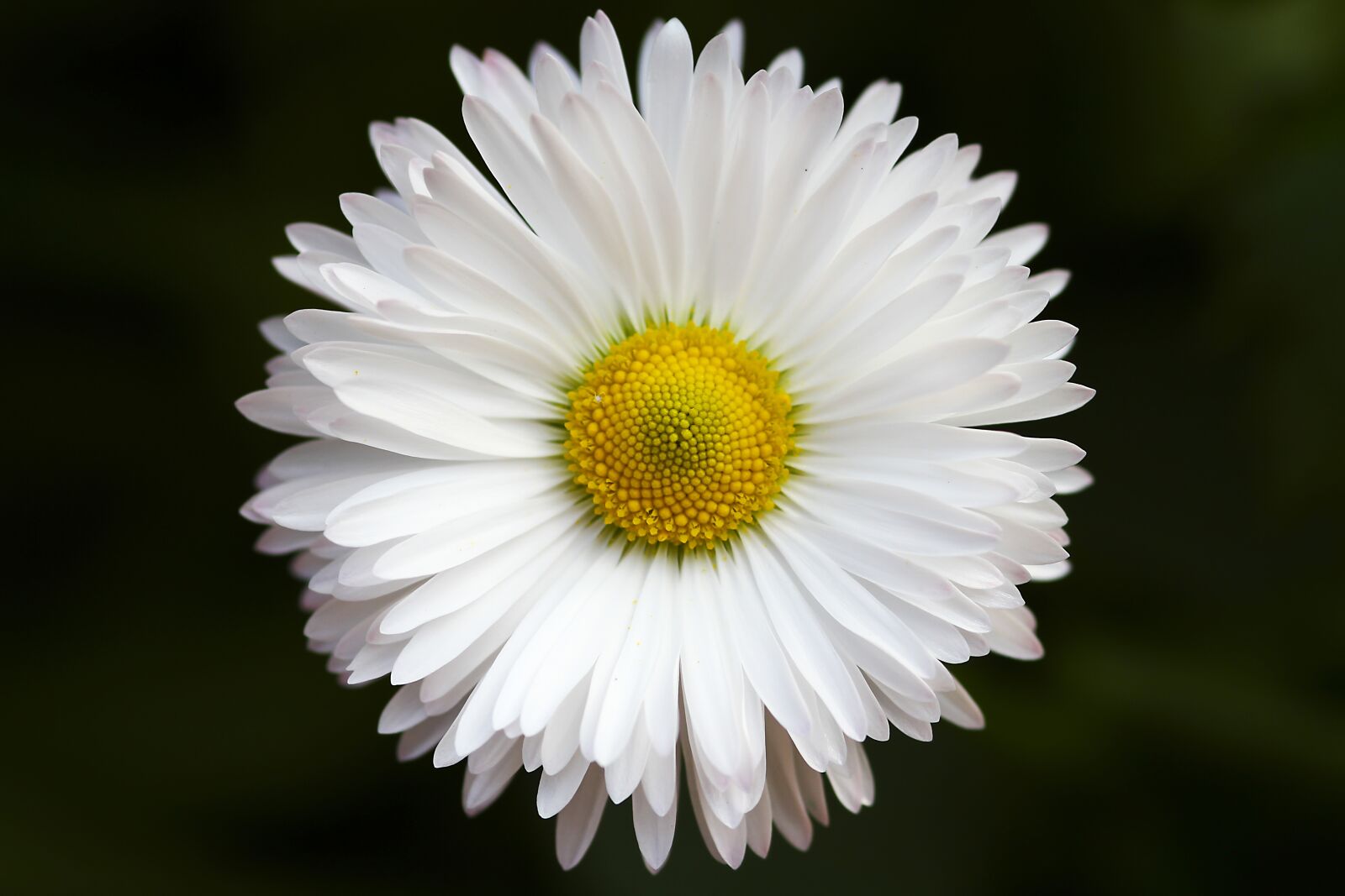 Canon EOS 7D sample photo. Bloom, blossom, close-up photography