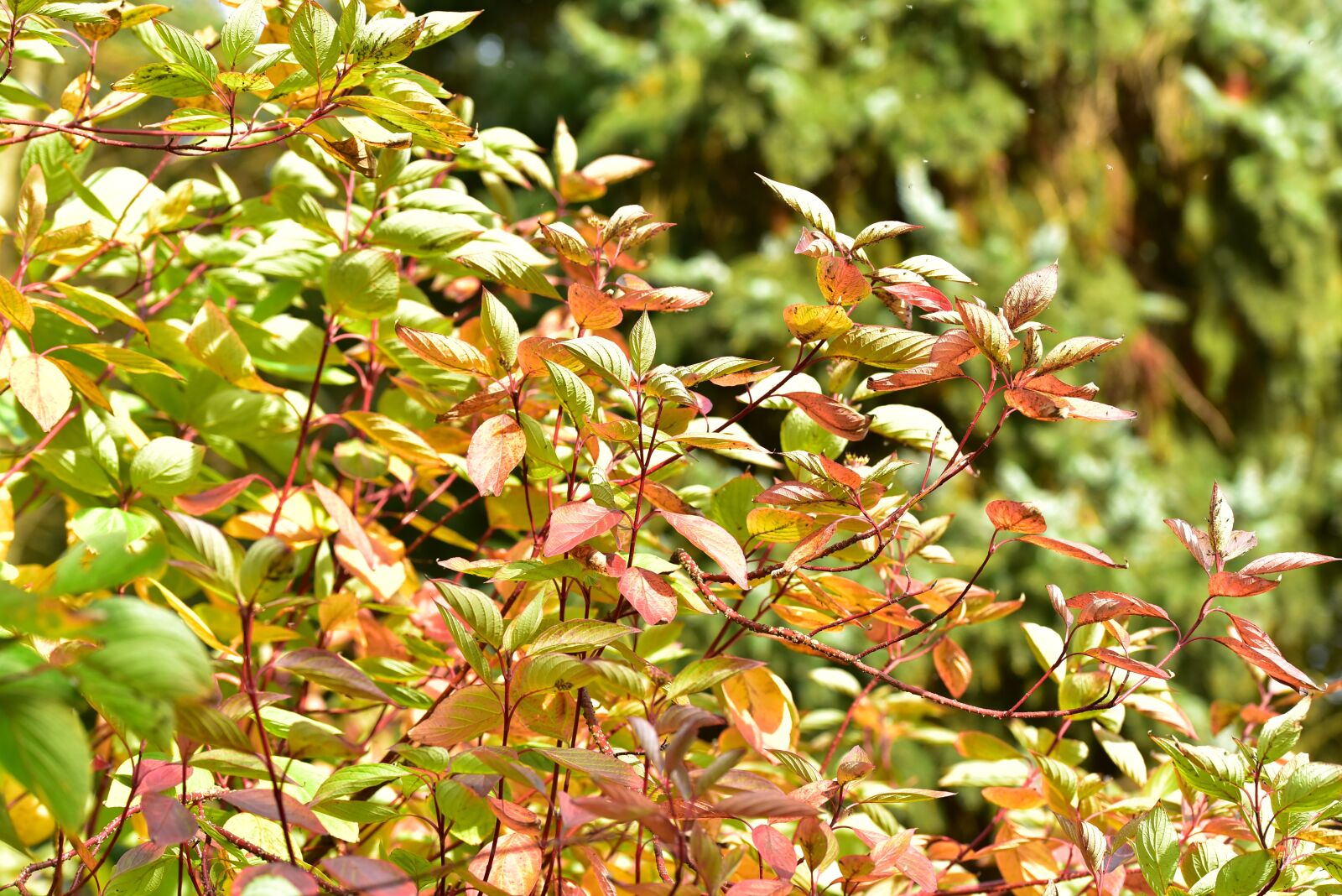 Nikon D750 sample photo. Autumn, leaves, golden autumn photography