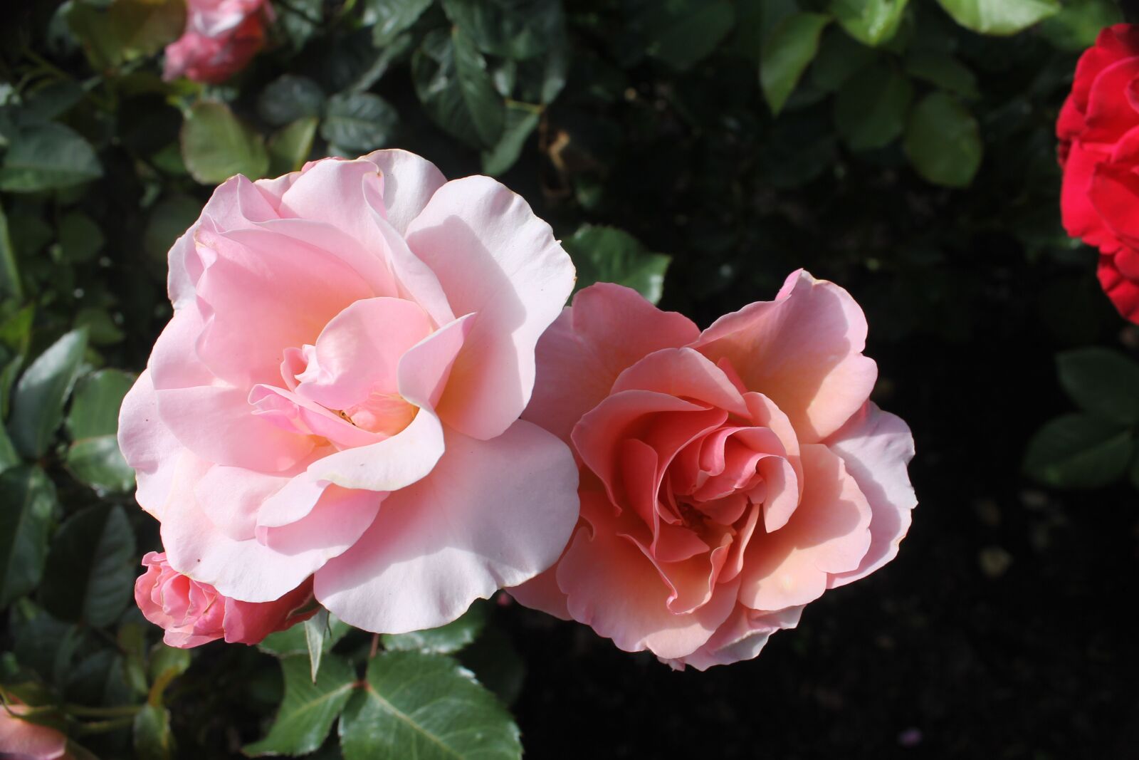 Canon EOS 1100D (EOS Rebel T3 / EOS Kiss X50) sample photo. Rose, garden, flower photography