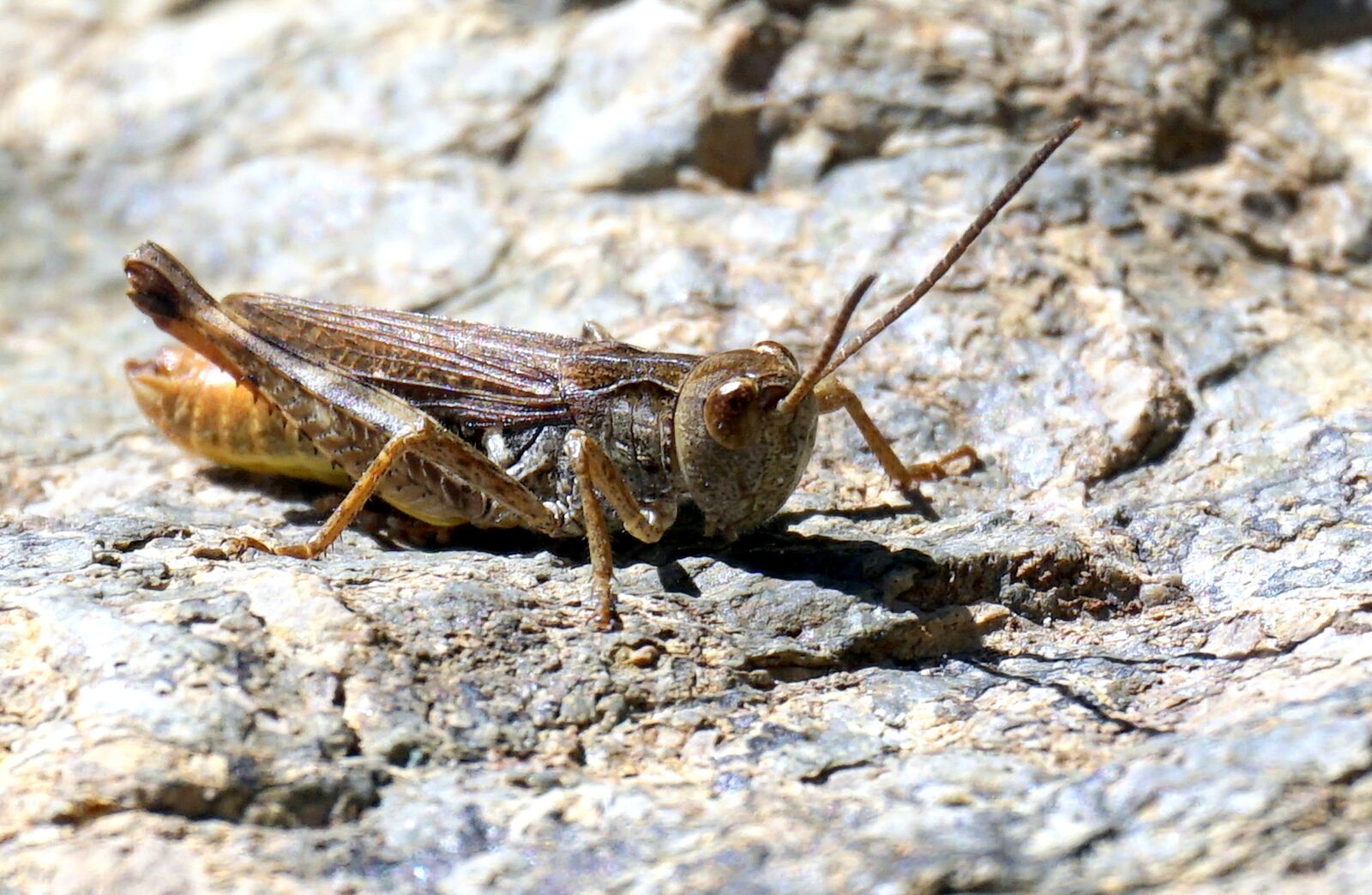 Sony E 16-50mm F3.5-5.6 PZ OSS sample photo. Grasshopper, insect, lobster photography