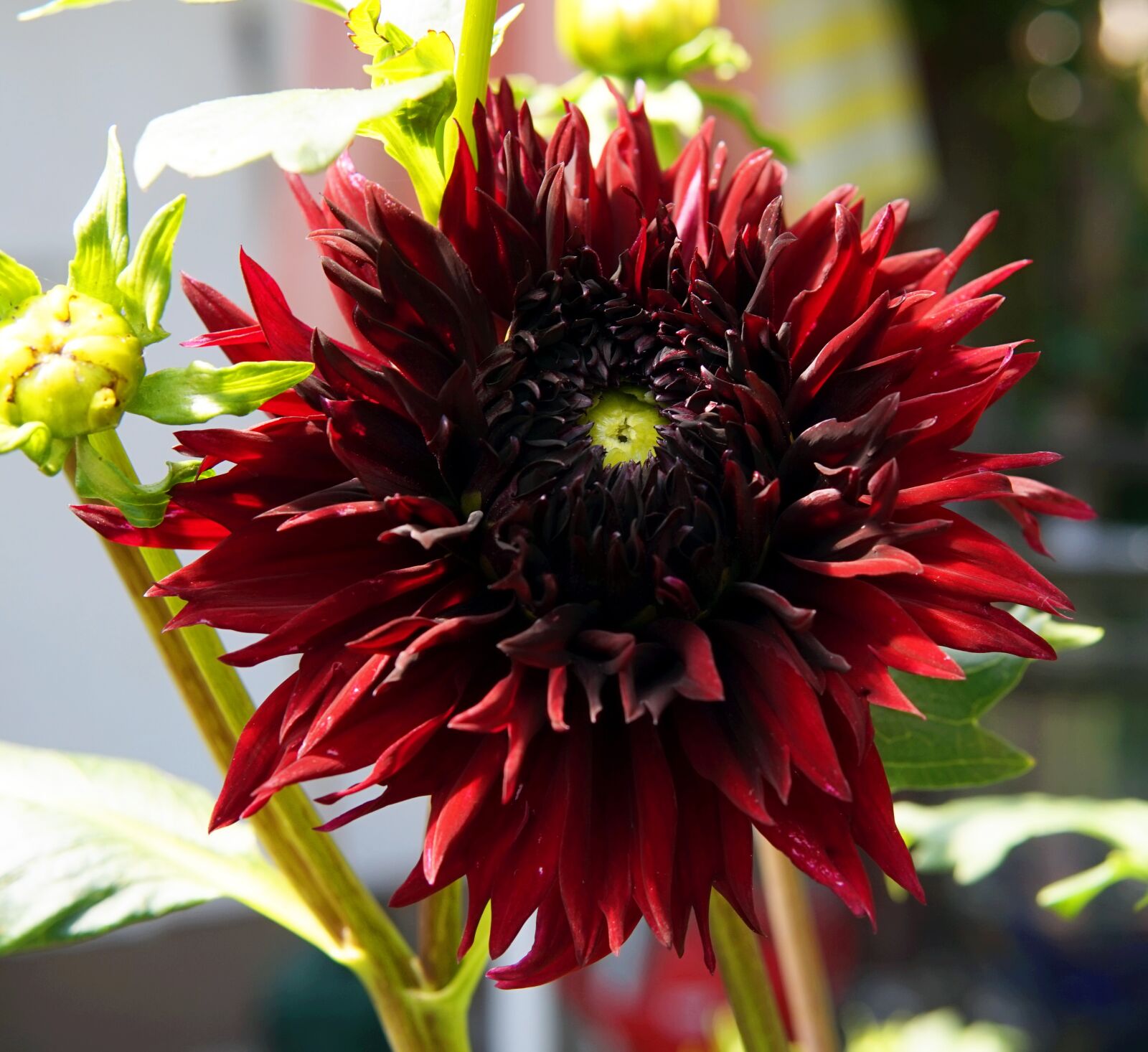 Sony Alpha a5000 (ILCE 5000) + Sigma 30mm F1.4 DC DN | C sample photo. Dahlia, blossom, bloom photography