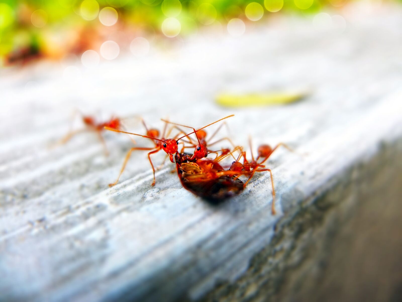 Fujifilm X10 sample photo. Ants, close-up, insects photography