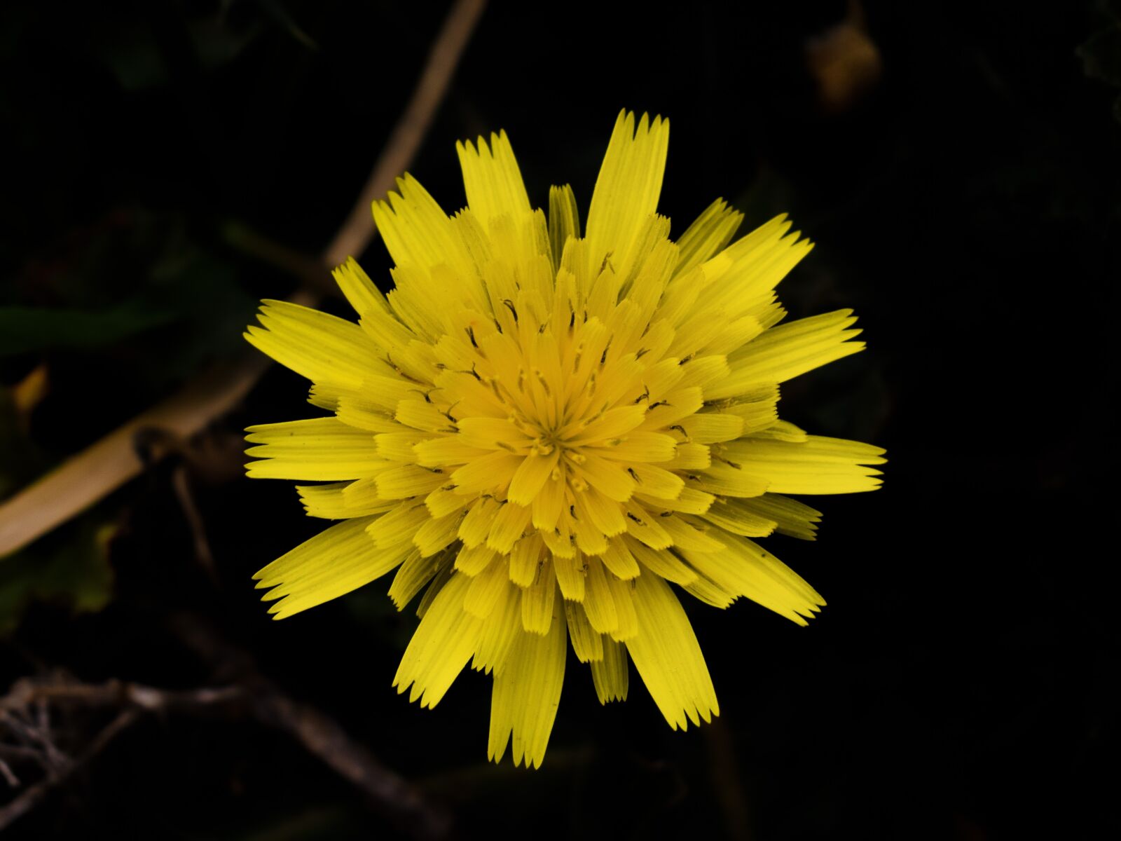Nikon D3300 sample photo. Dandelion, flower, yellow photography