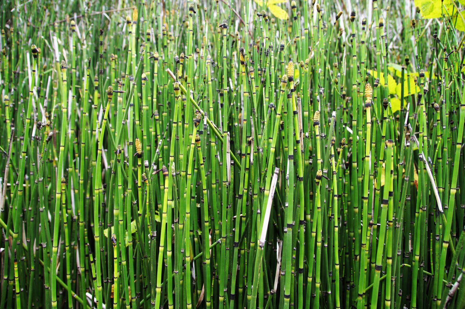 Sony SLT-A58 sample photo. Reed, green, water photography