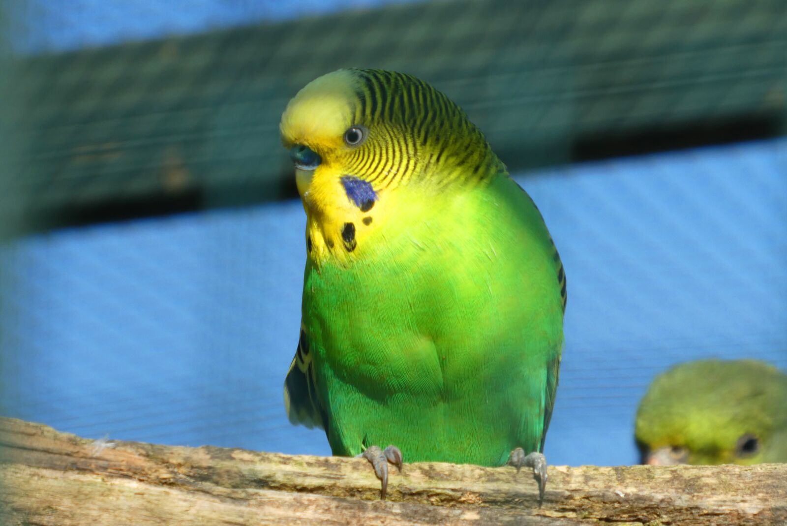 Panasonic Lumix DC-ZS70 (Lumix DC-TZ90) sample photo. Parakeet, we, plumage photography