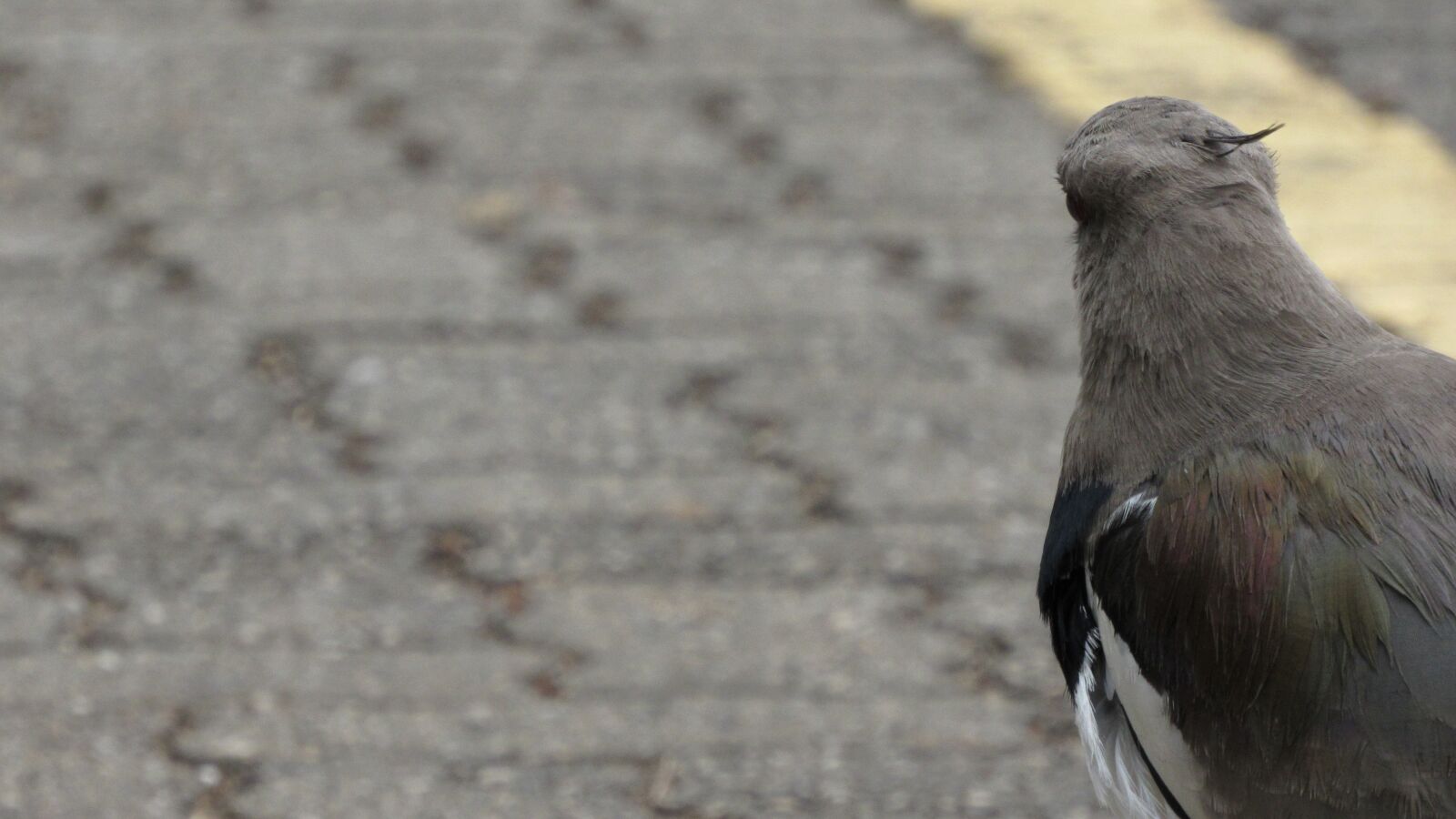Canon PowerShot SX530 HS sample photo. Bird, quero-quero, pose photography