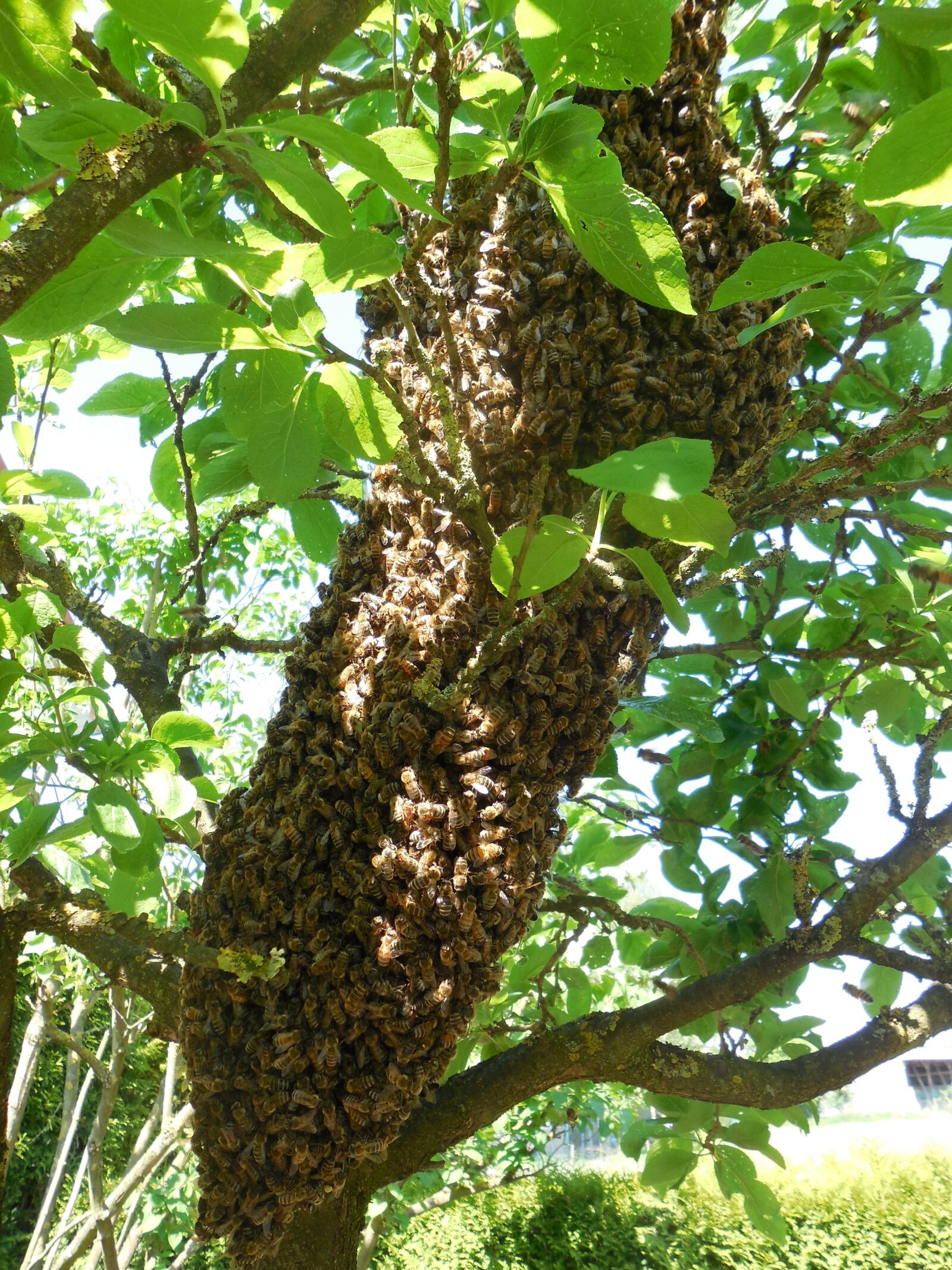 Nikon Coolpix S5200 sample photo. Hive, bees, tree photography