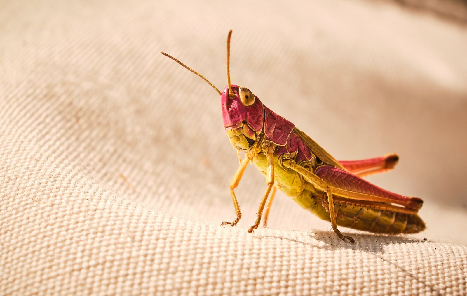 Fujifilm XF 18-55mm F2.8-4 R LM OIS sample photo. Grasshopper, colorful, insect photography