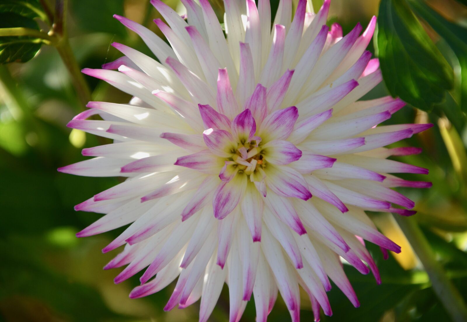 Nikon D5200 sample photo. Flower, petals, color pink photography