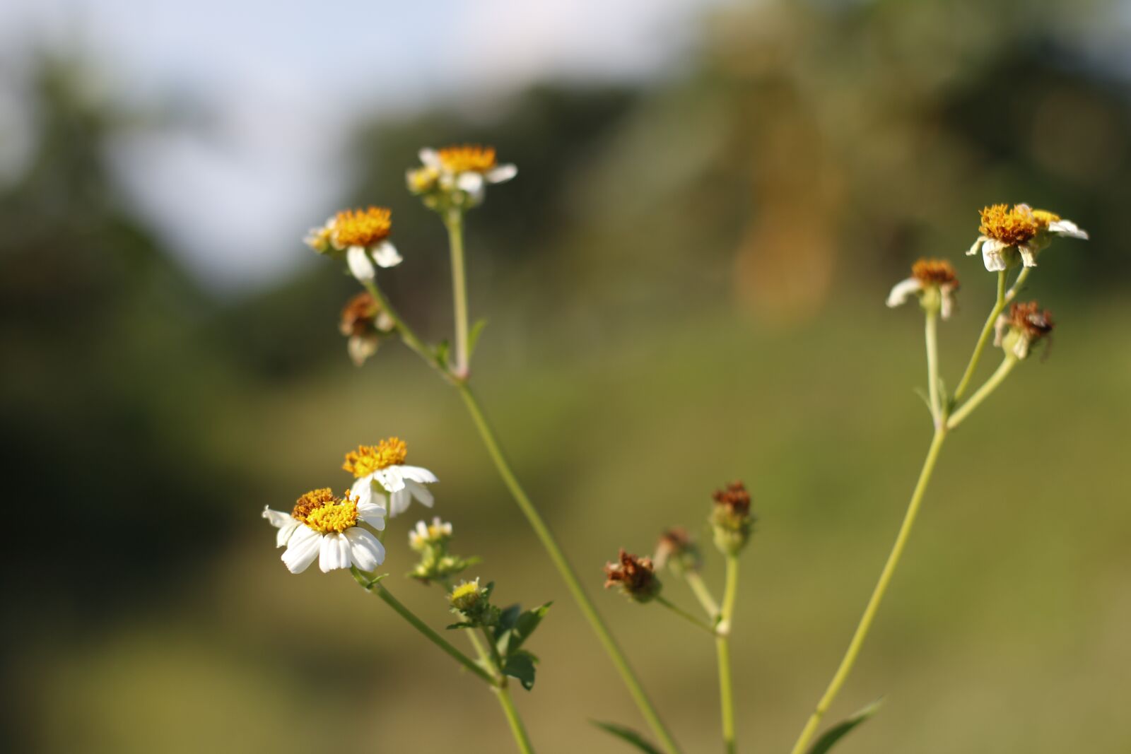 Canon EOS 750D (EOS Rebel T6i / EOS Kiss X8i) sample photo. Flower, nature, small photography