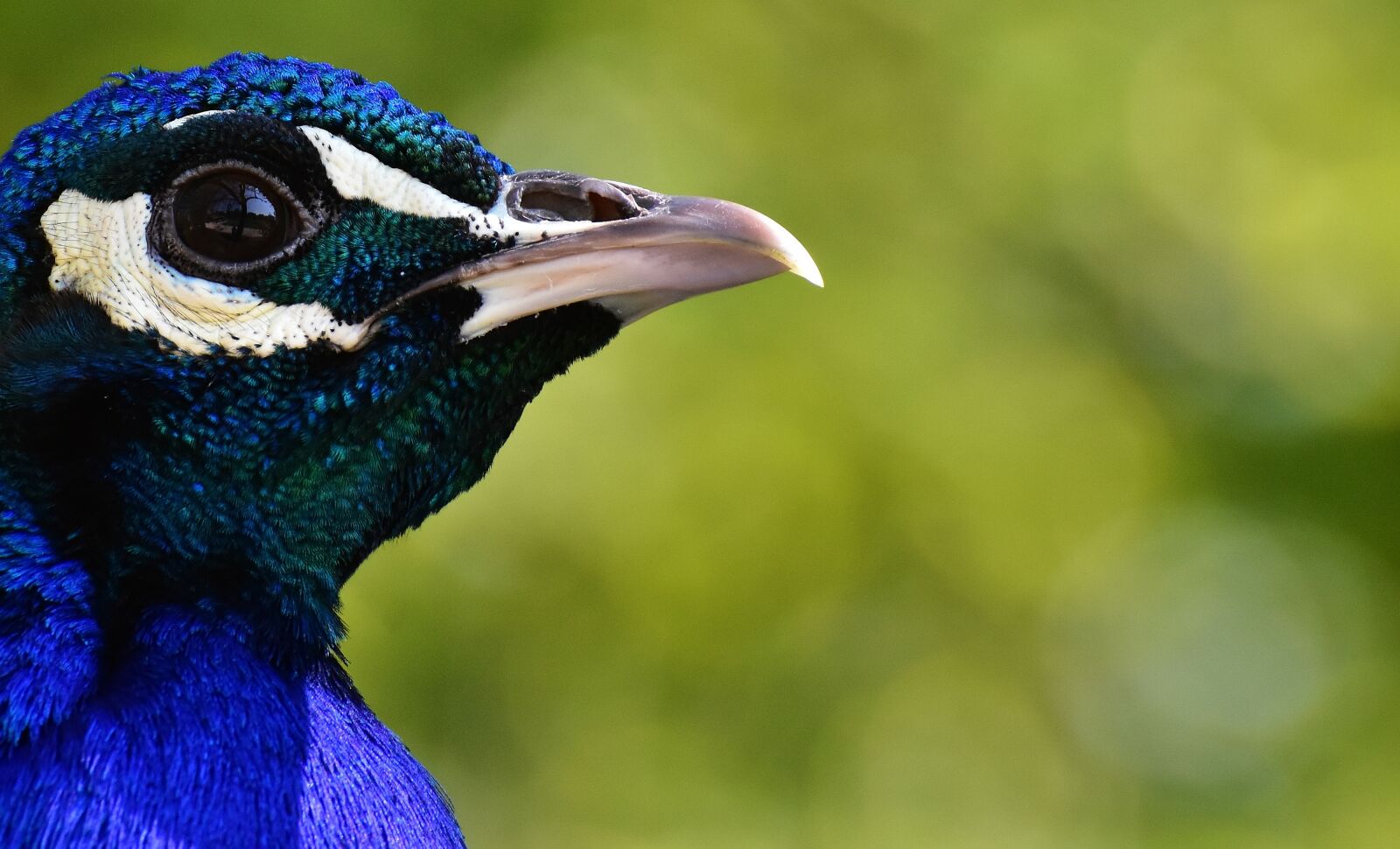 Nikon D7200 sample photo. Peacock, bird, poultry photography