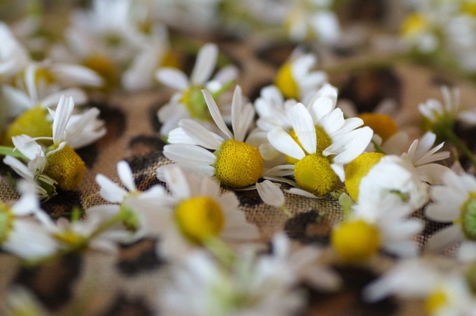 Sony SLT-A58 sample photo. Chamomile, herb, healing photography