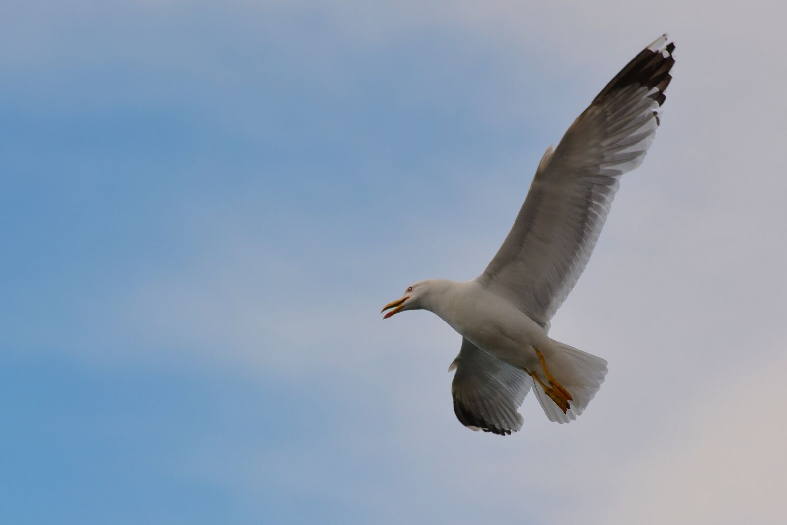 Nikon D5200 sample photo. Seagull, adriatic sea, nature photography