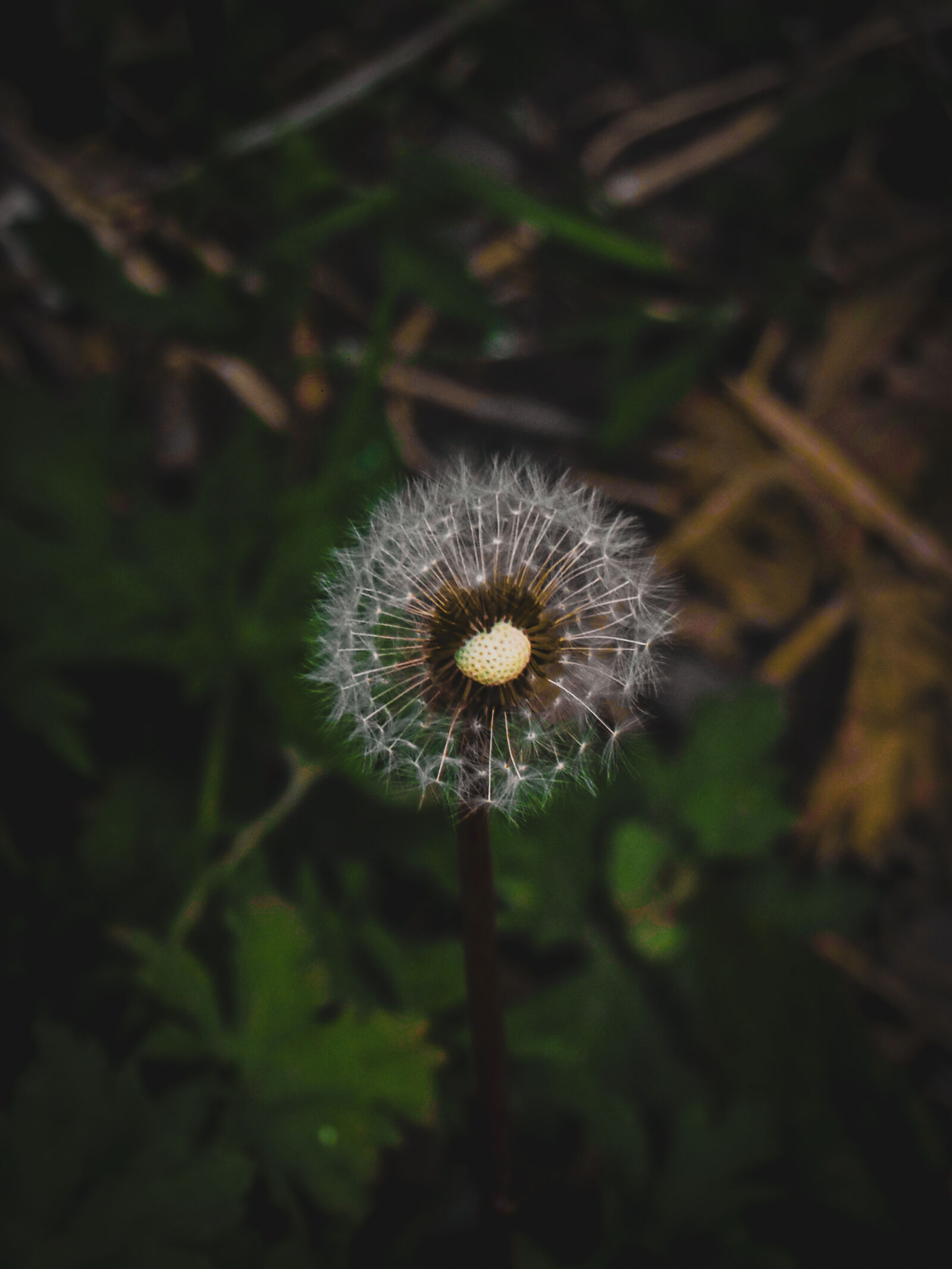 Canon EOS 80D sample photo