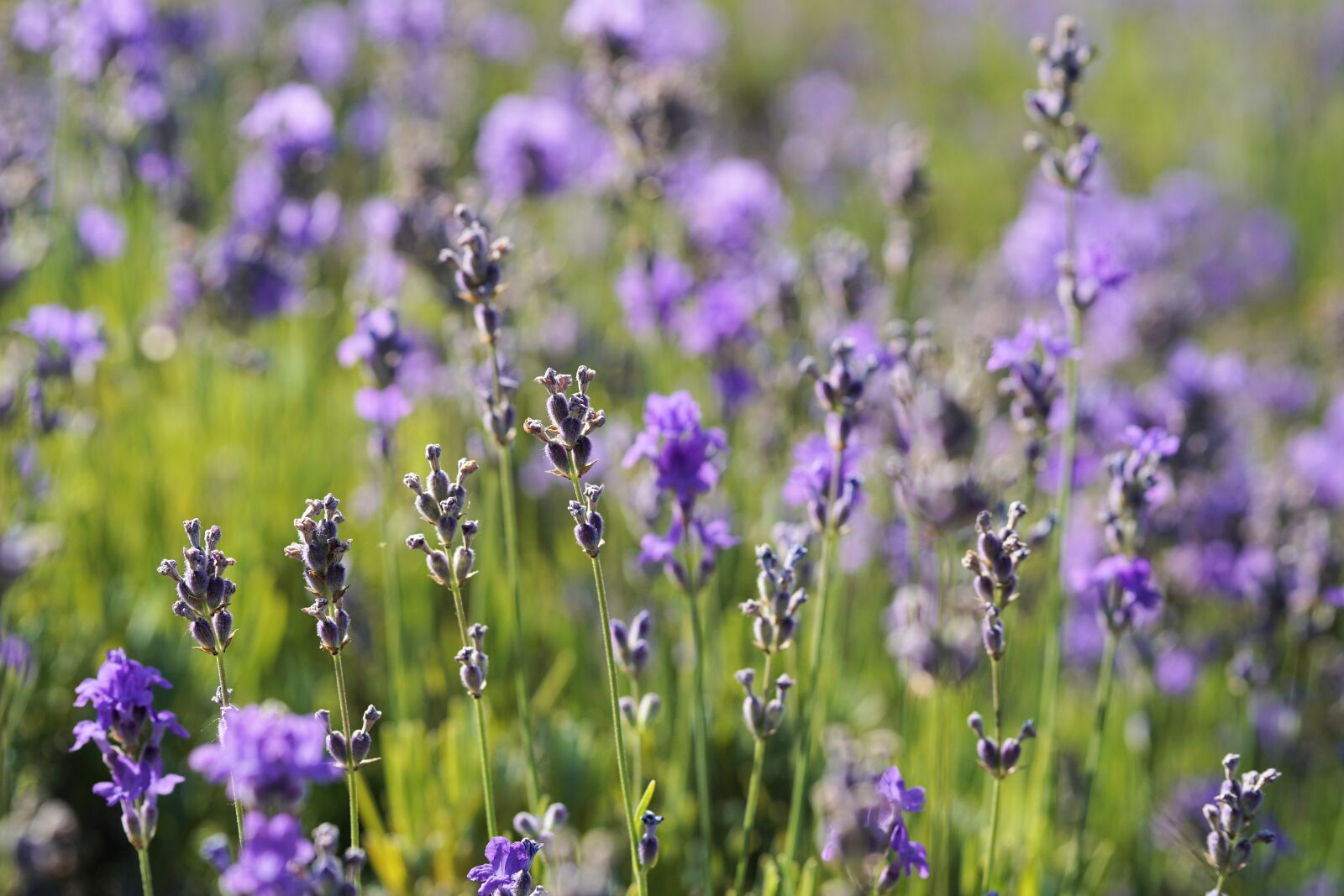 Sony a6000 + E 60mm F2.8 sample photo. Lavender, flower, blossom photography