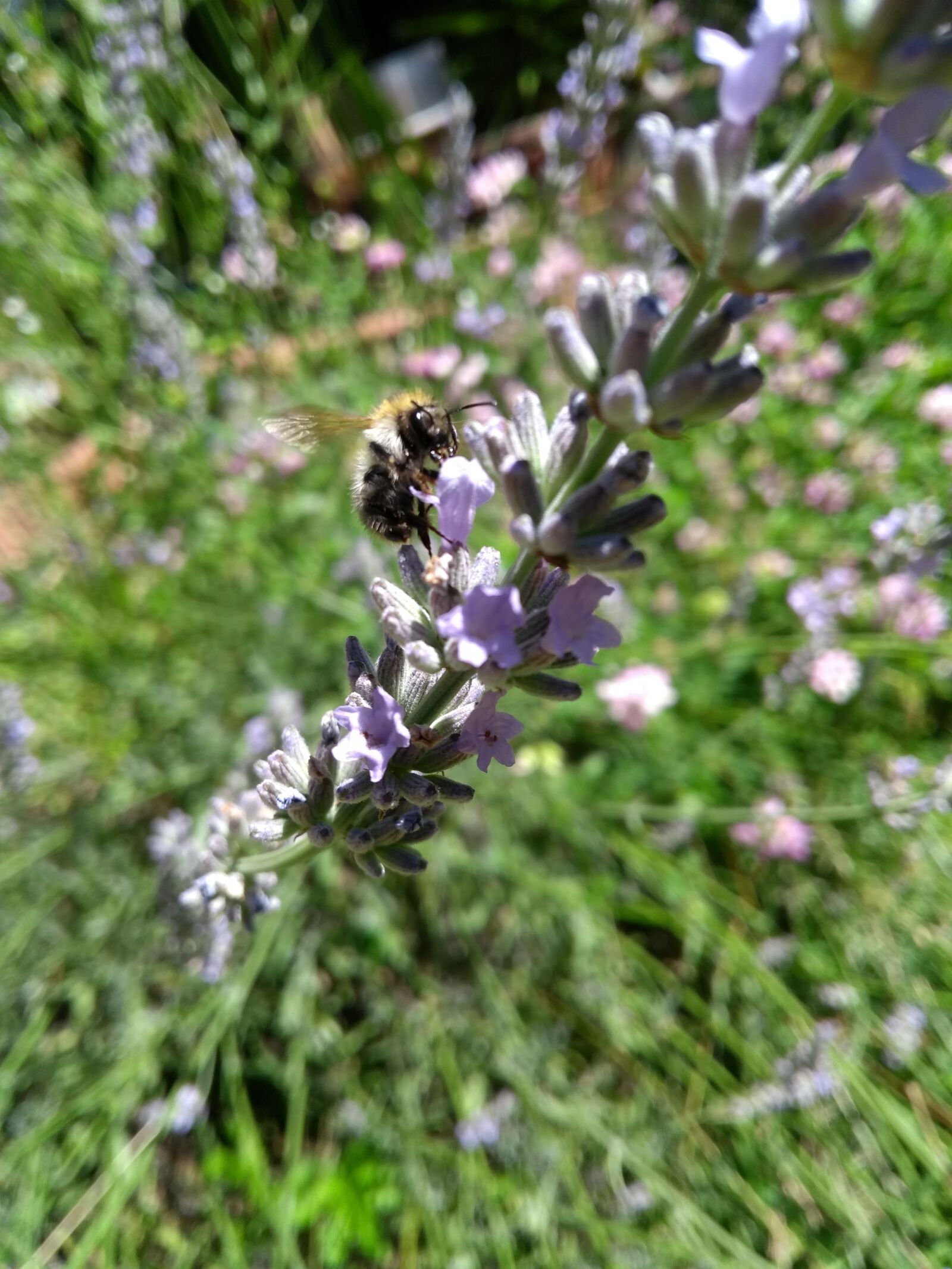 Motorola Moto G (5th Gen) sample photo. Hummel, lavender, flower photography