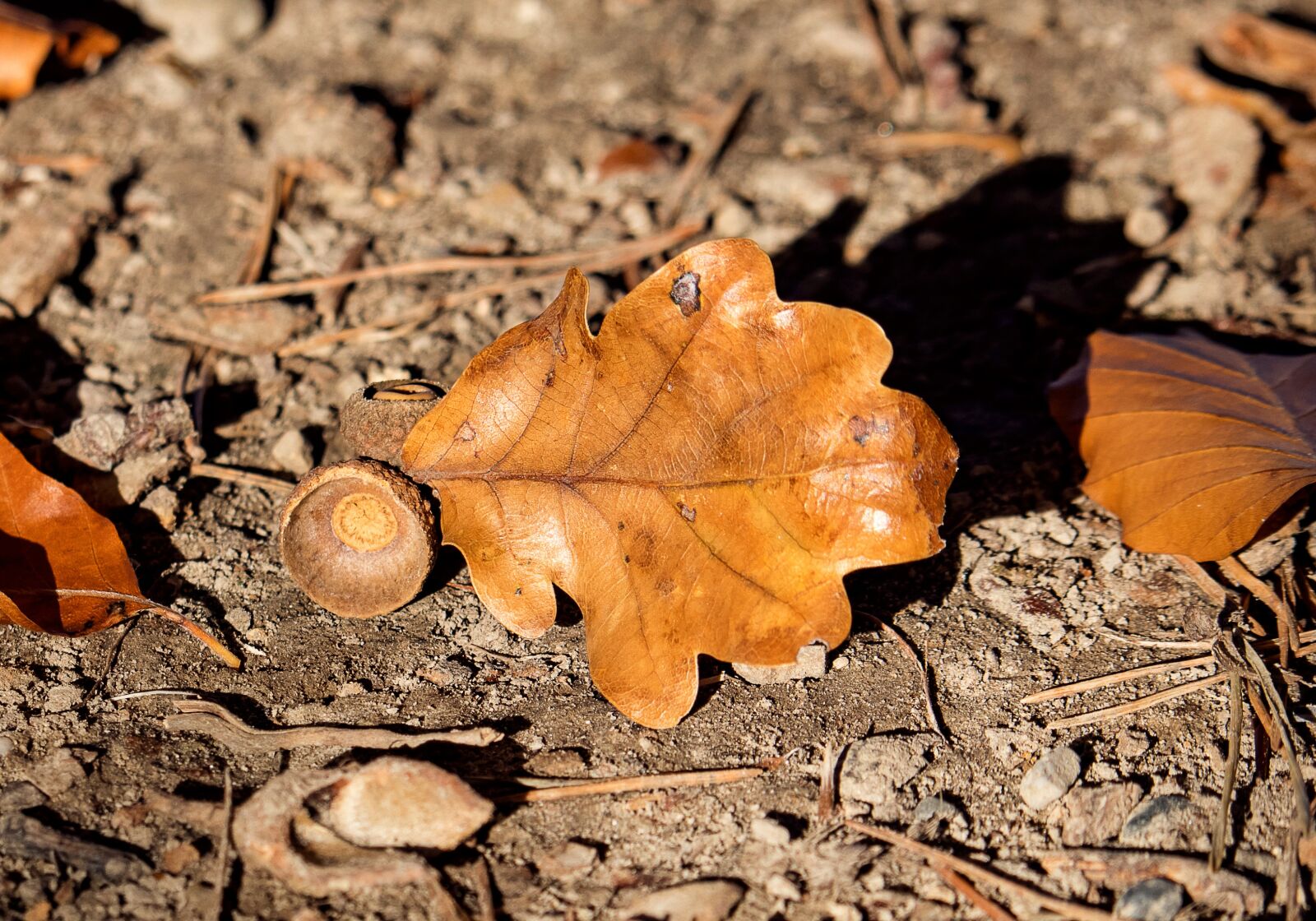 Canon EF-S 55-250mm F4-5.6 IS STM sample photo. Leaf, oak leaf, acorn photography