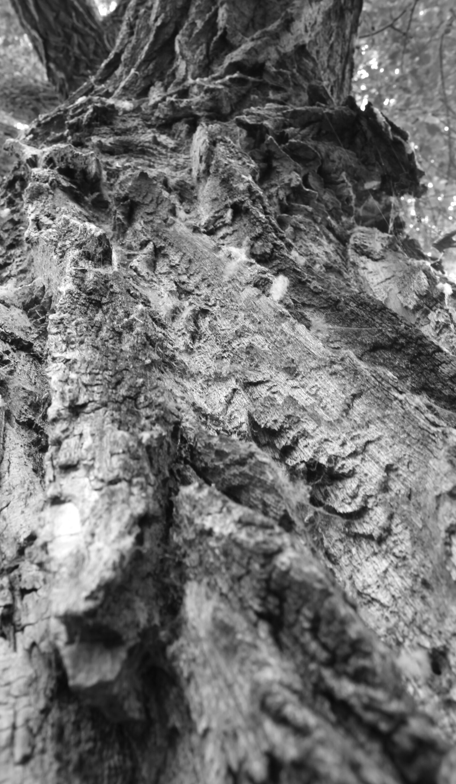 Canon EF-S 18-55mm F3.5-5.6 III sample photo. Wood, landscape, tree photography