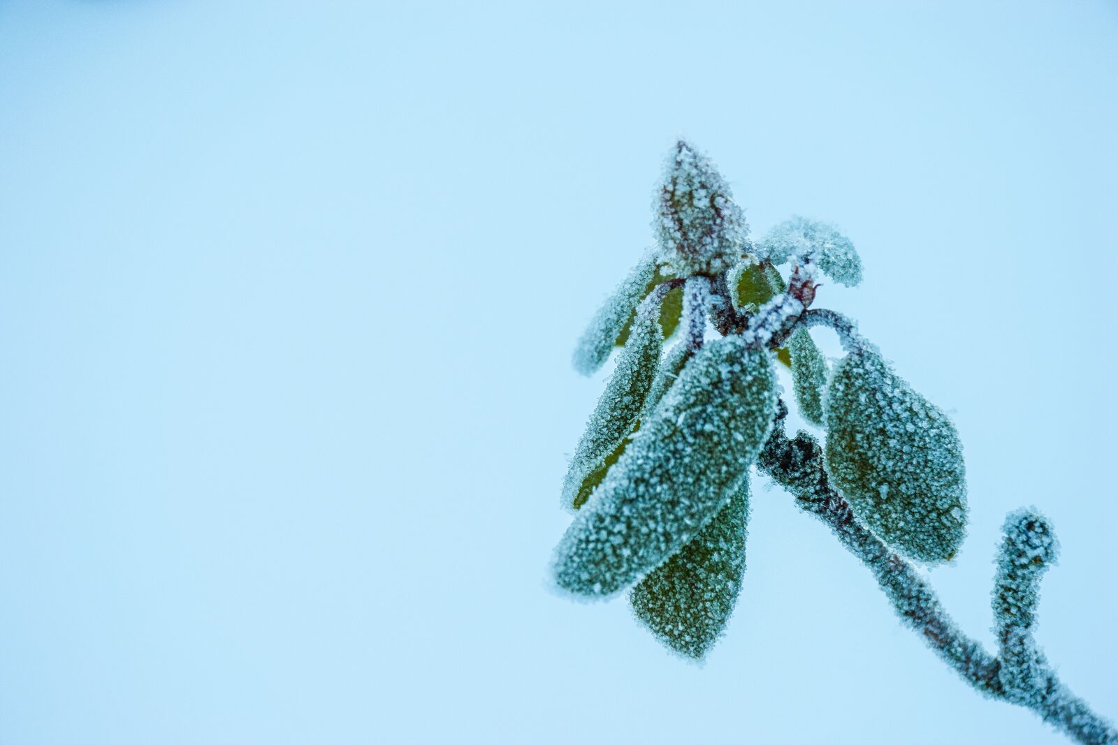 Nikon D5300 sample photo. Nature, plant, winter photography