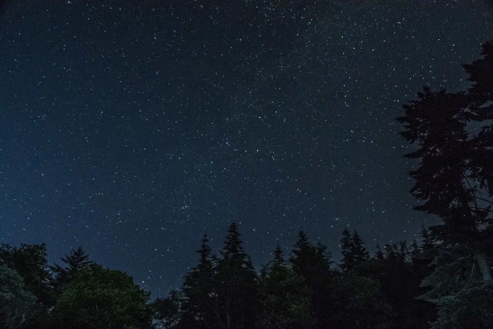 Nikon D3300 sample photo. Stars, forest, night photography
