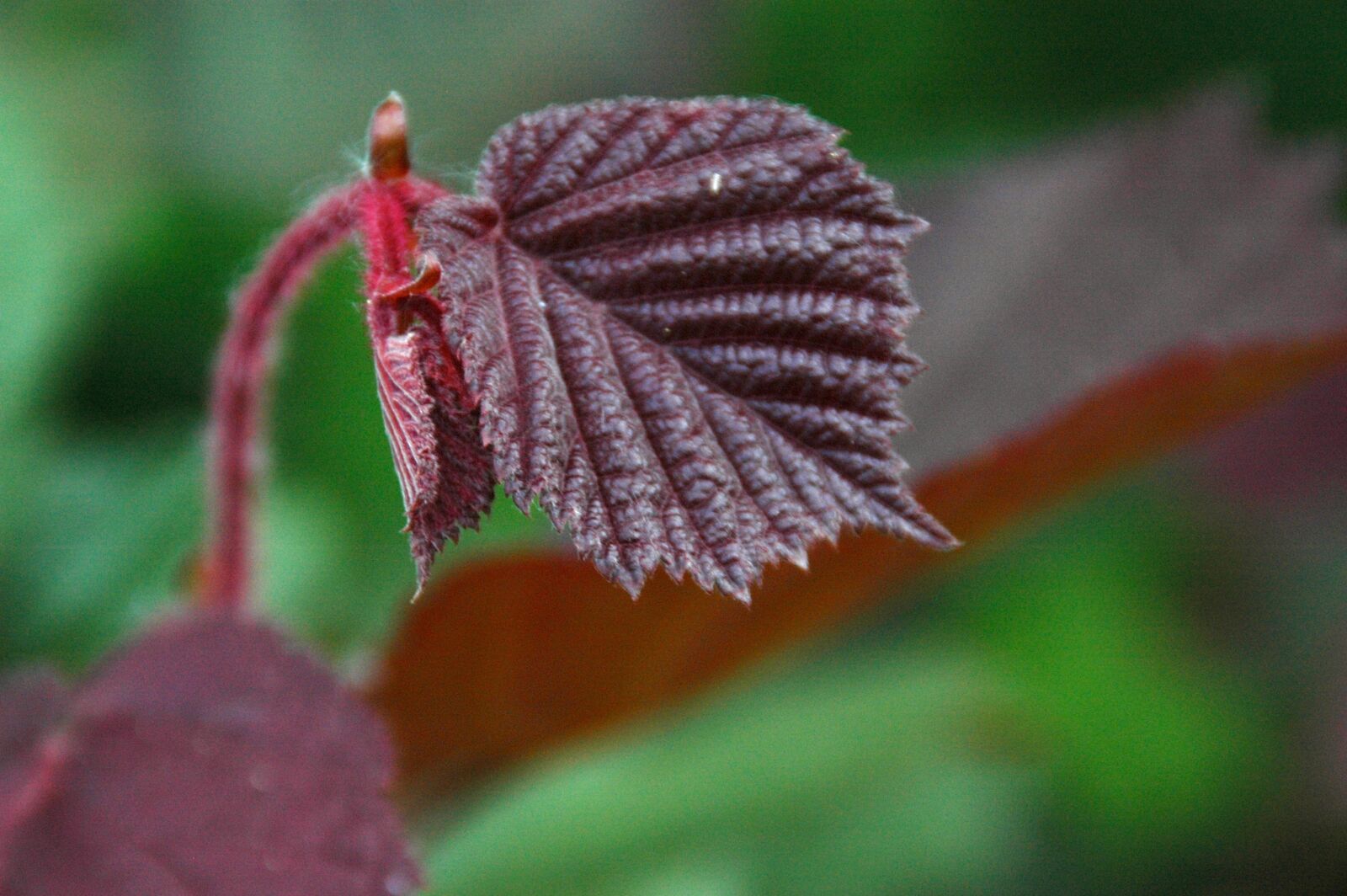 Nikon D70s sample photo. Leaf, hazelnut, bush photography