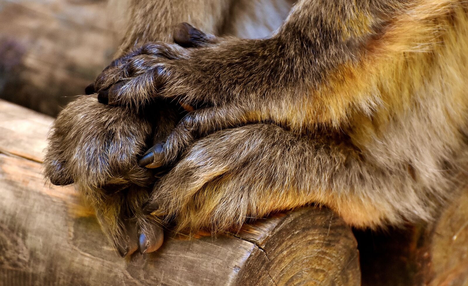 Nikon D7200 sample photo. Barbary ape, hand, foot photography