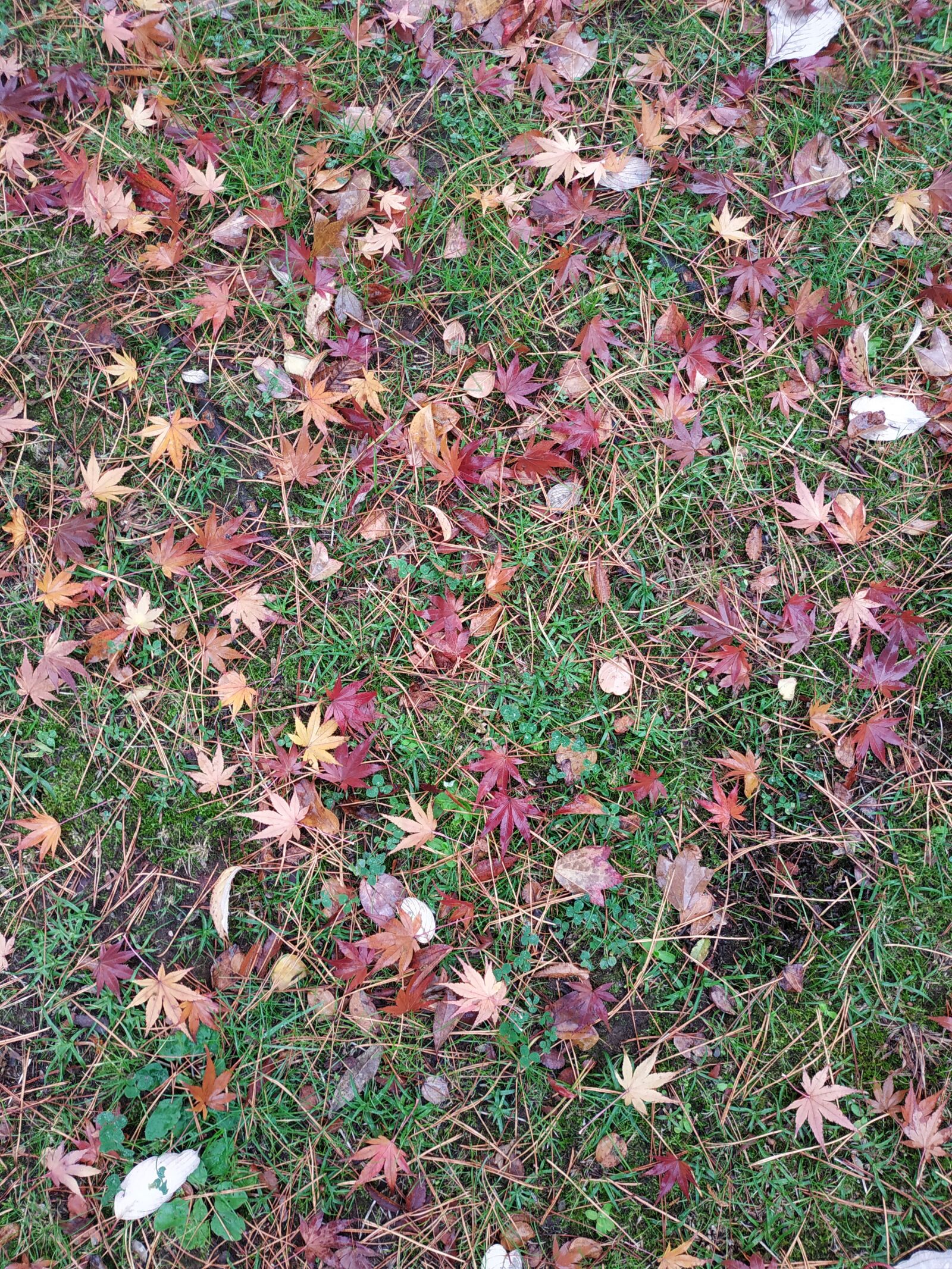 Xiaomi Redmi Note 5 sample photo. Maple, life, autumn photography