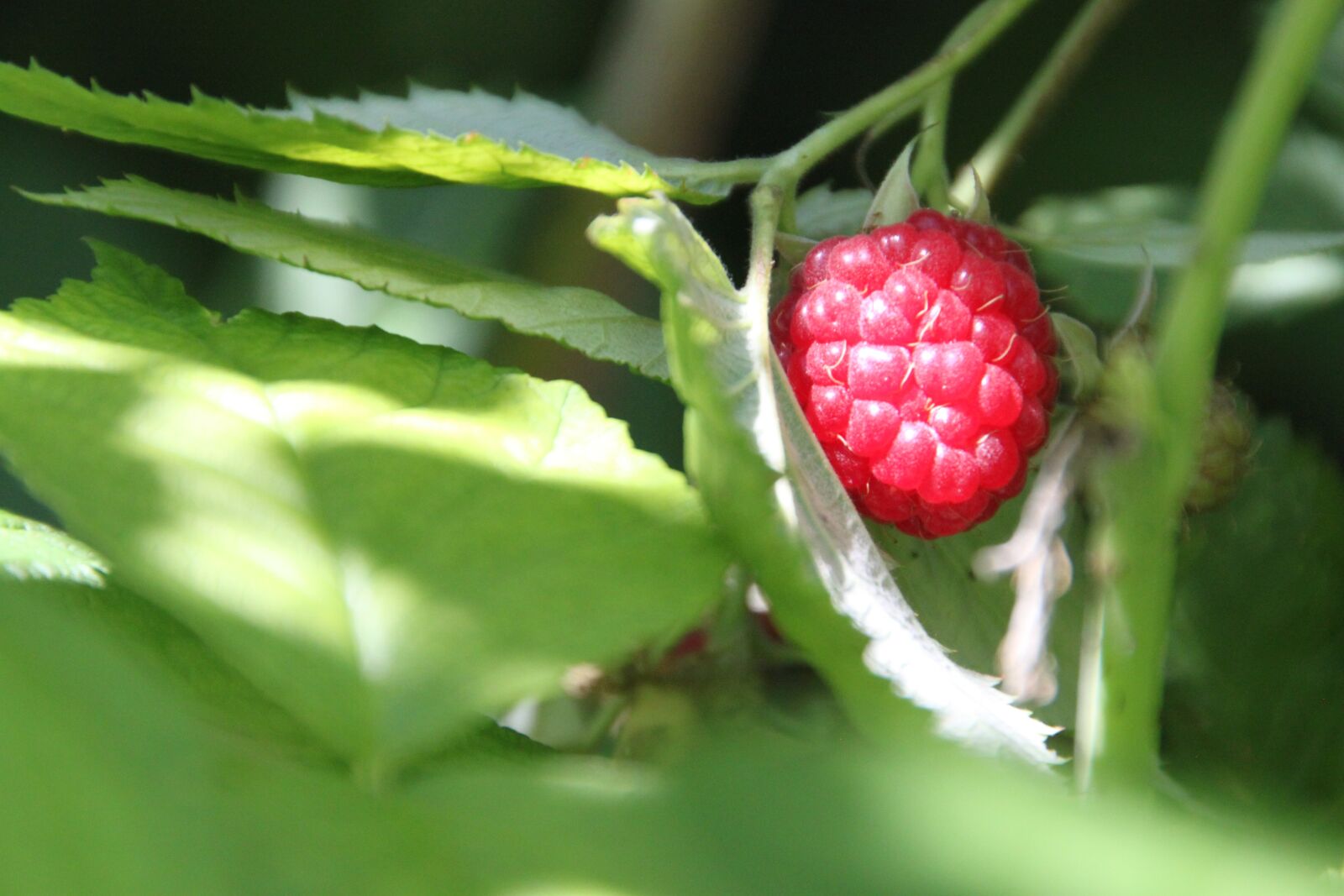 Canon EOS 500D (EOS Rebel T1i / EOS Kiss X3) sample photo. Raspberry, close up, fruit photography