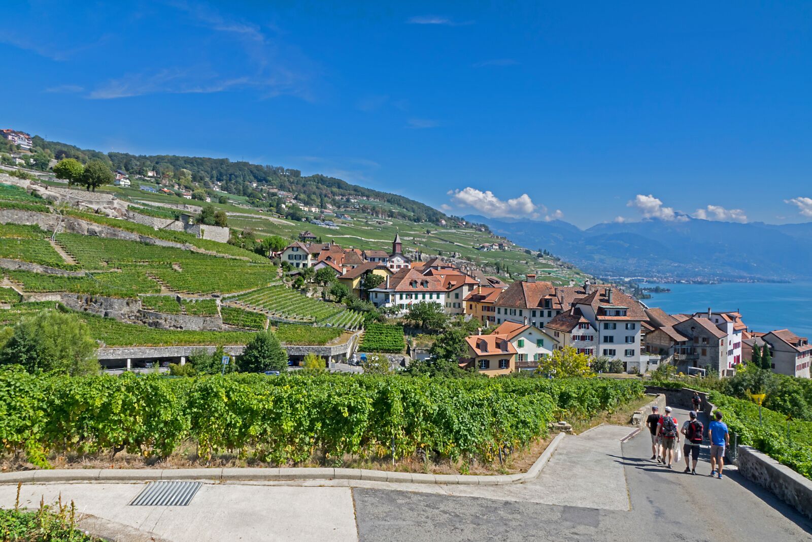 Sony Cyber-shot DSC-RX10 II sample photo. Vines, vineyard, wine photography