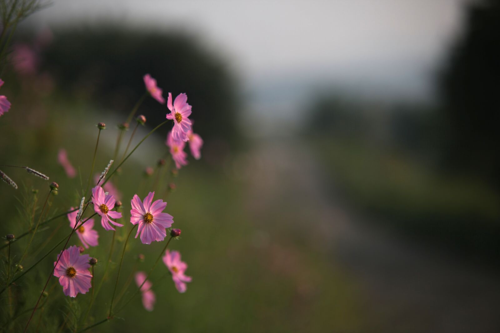 Canon EOS 5D Mark II sample photo. Flowers, nature, plants photography