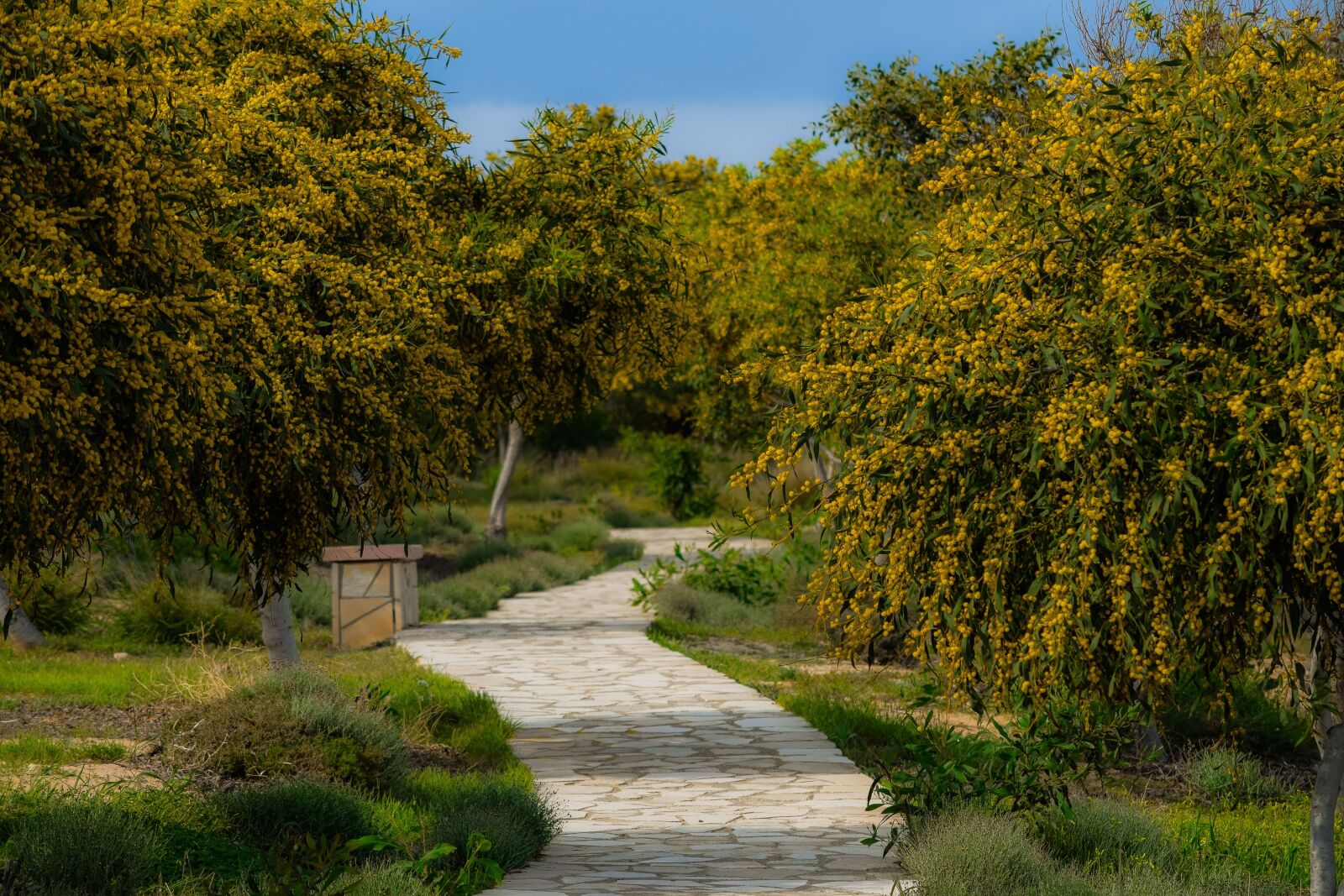 Nikon D3300 sample photo. Tree, mimoza, landscape photography